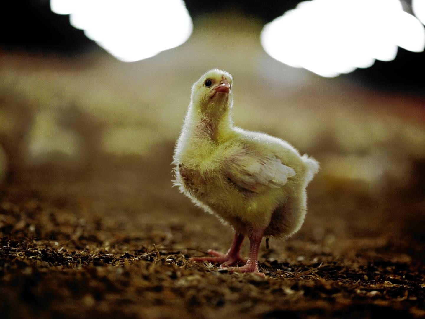Japan suspenderer importen af kylling fra Santa Catarina, Brasilien. | Foto: Mathias Christensen