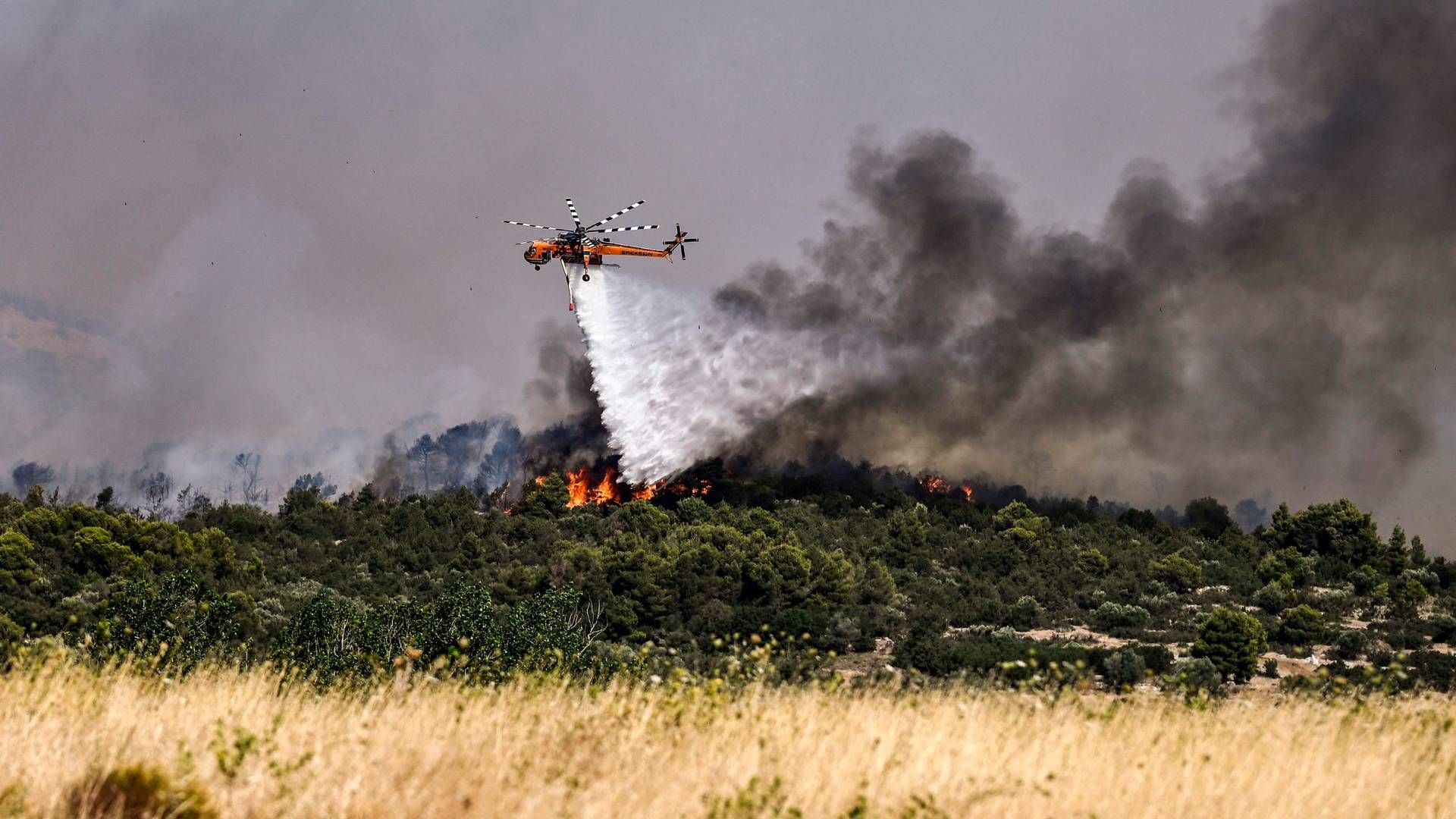 Udbredt tørke har forårsaget voldsomme naturbrande i blandt andet Dervenochoria nordvest for den græske hovedstad Athen. | Foto: Spyros Bakalis/AFP/Ritzau Scanpix