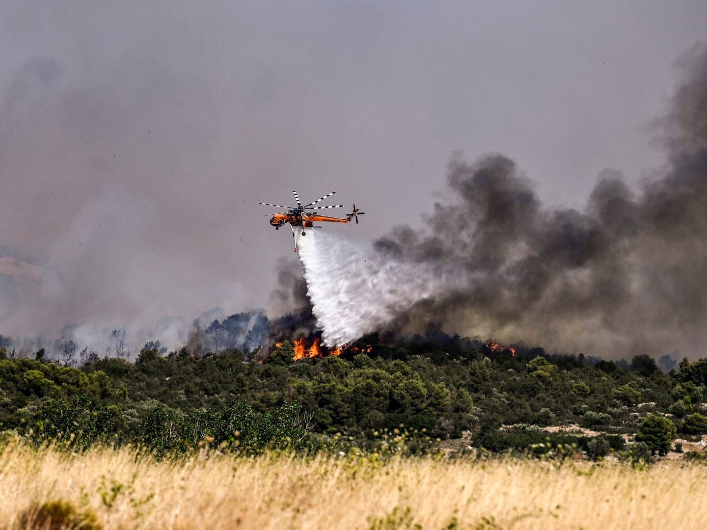 Udbredt tørke har forårsaget voldsomme naturbrande i blandt andet Dervenochoria nordvest for den græske hovedstad Athen. | Foto: Spyros Bakalis/AFP/Ritzau Scanpix