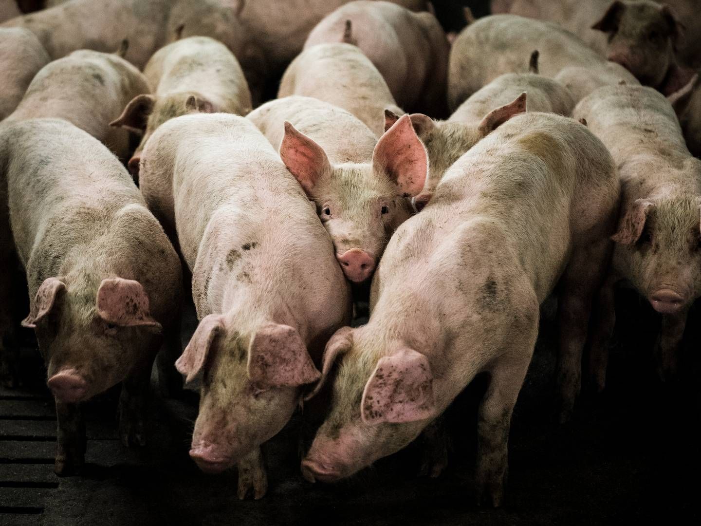 Balkan-landene har udfordringer med talrige udbrud af afrikansk svinepest i disse uger blandt især mindre besætninger. | Foto: Sebastian Buur Gunvald