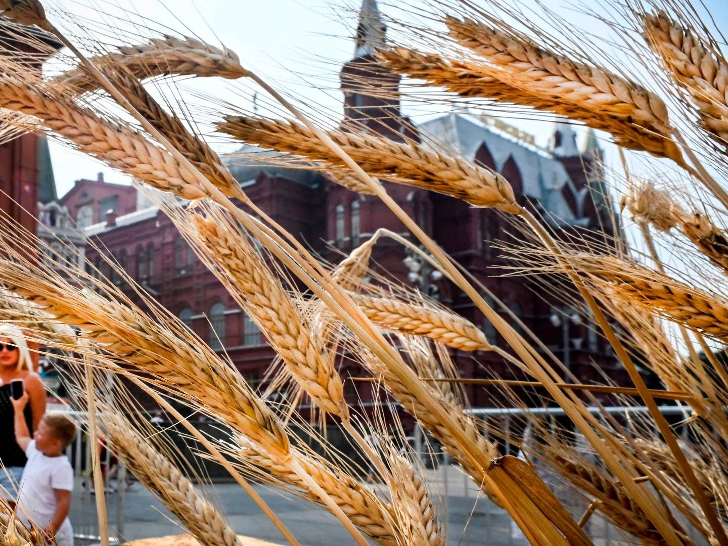 Rusland er verdens enkeltstående største eksportør af hvede. | Photo: Alexander Nemenov