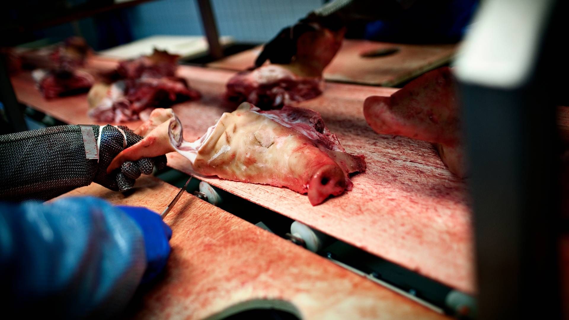 Briterne slagter færre grise end tidligere. | Foto: Joachim Adrian