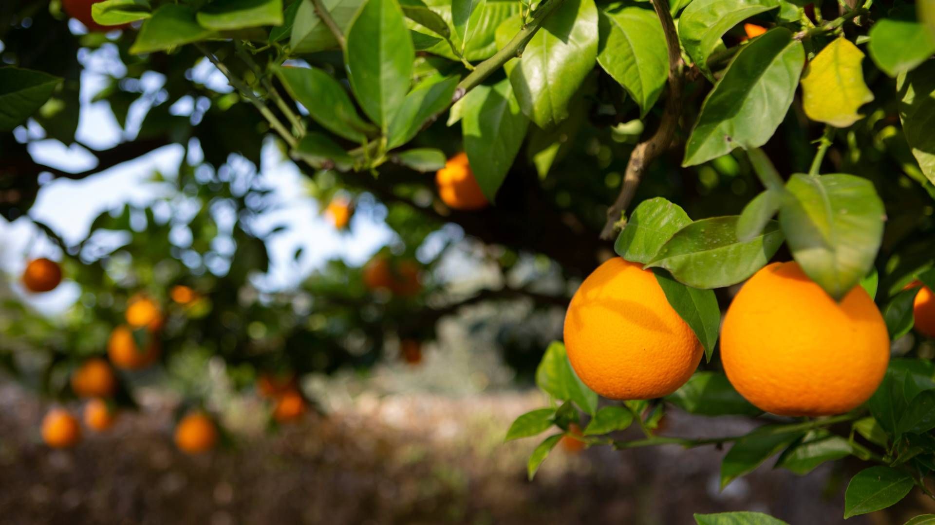 Ifølge Financial Times står den amerikanske appelsinjuiceproduktion til at ramme det laveste niveau i 100 år. | Foto: Viola Lopes/AP/Ritzau Scanpix