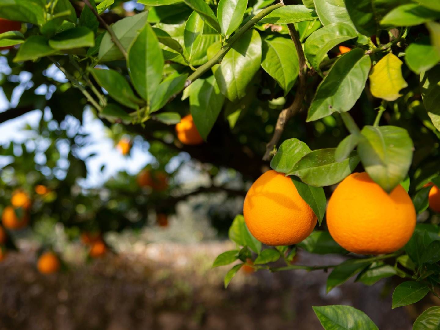 Ifølge Financial Times står den amerikanske appelsinjuiceproduktion til at ramme det laveste niveau i 100 år. | Foto: Viola Lopes/AP/Ritzau Scanpix