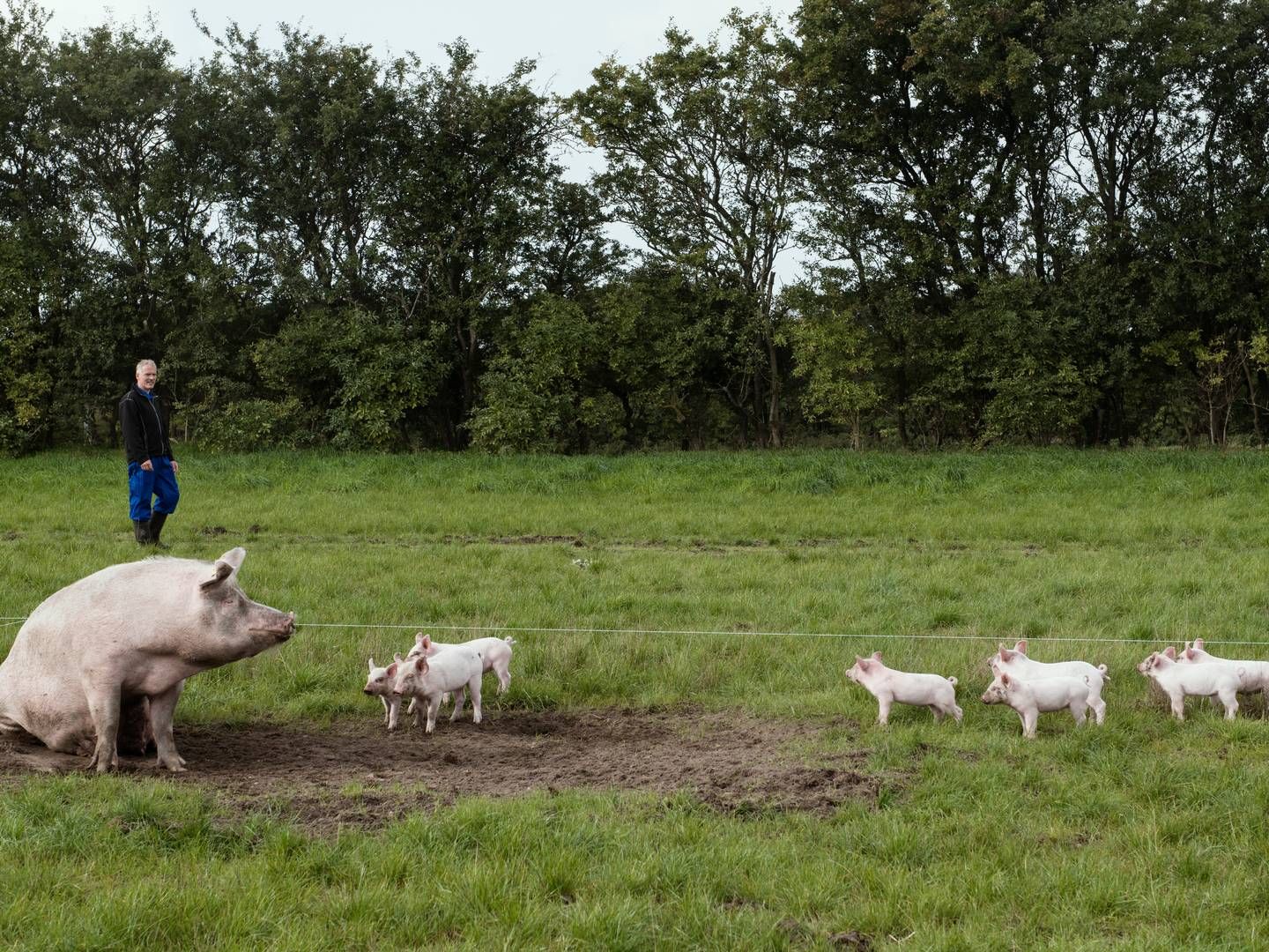 Salget af økologisk grisekød faldt sidste år med 27 pct. sammenlignet med året før. Arkivfoto. | Foto: Morten Lau-nielsen