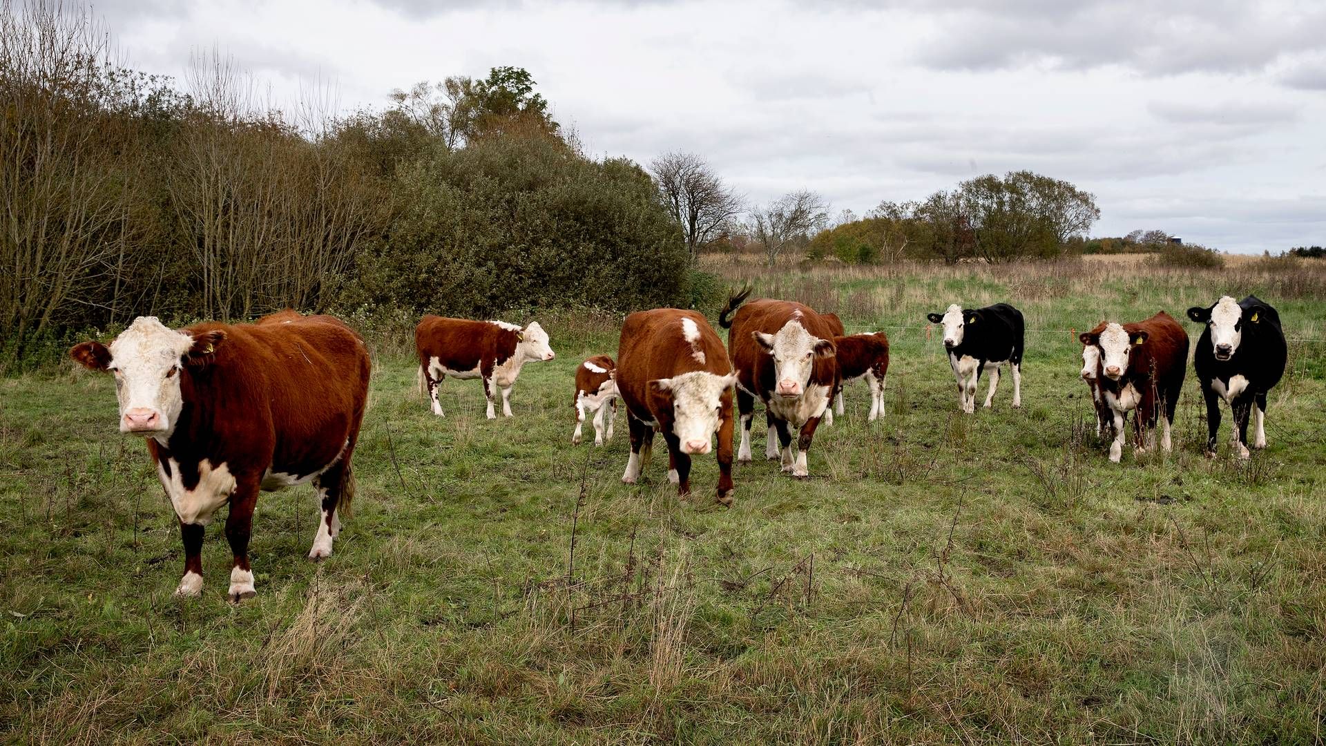 Ifølge opgørelsen bruges der i EU tre gange så mange penge på lobbyarbejde for animalske produkter sammenlignet med plantebaserede alternativer. | Foto: Finn Frandsen