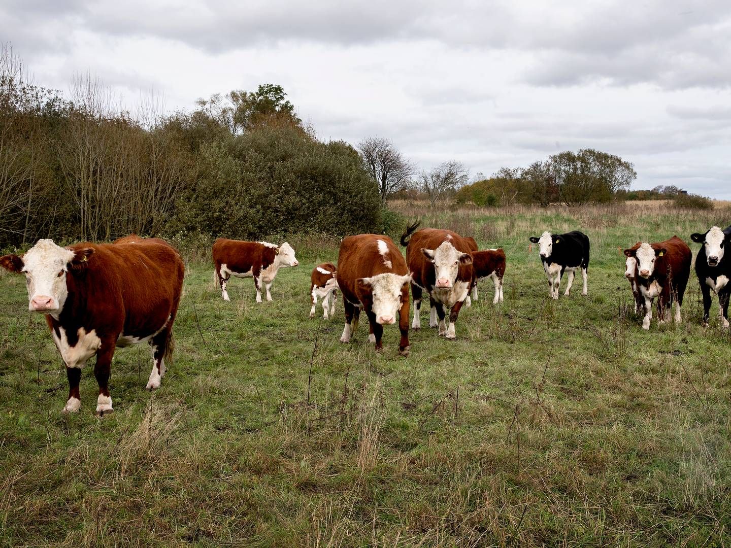 Ifølge opgørelsen bruges der i EU tre gange så mange penge på lobbyarbejde for animalske produkter sammenlignet med plantebaserede alternativer. | Foto: Finn Frandsen