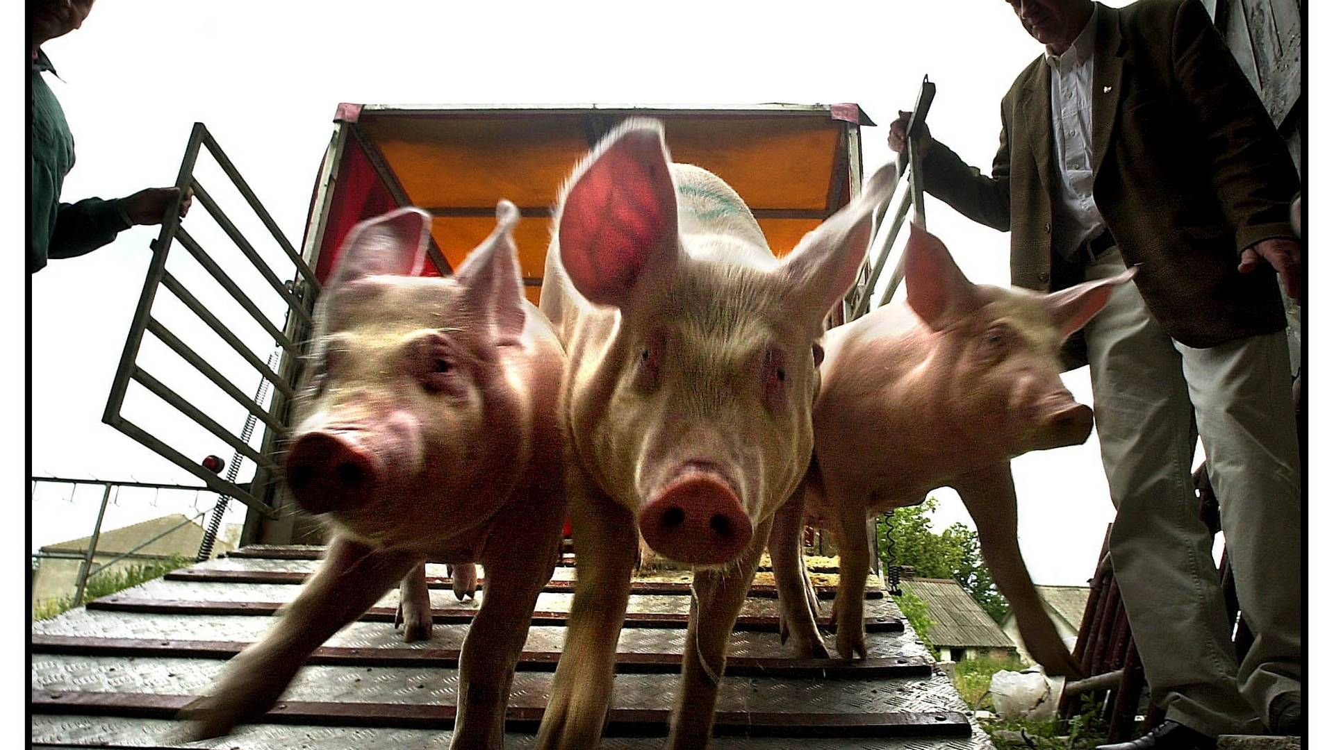 Polske griseproducenter opfordres til at "genopbygge sobestanden." | Foto: Jesper Nørgaard Sørensen
