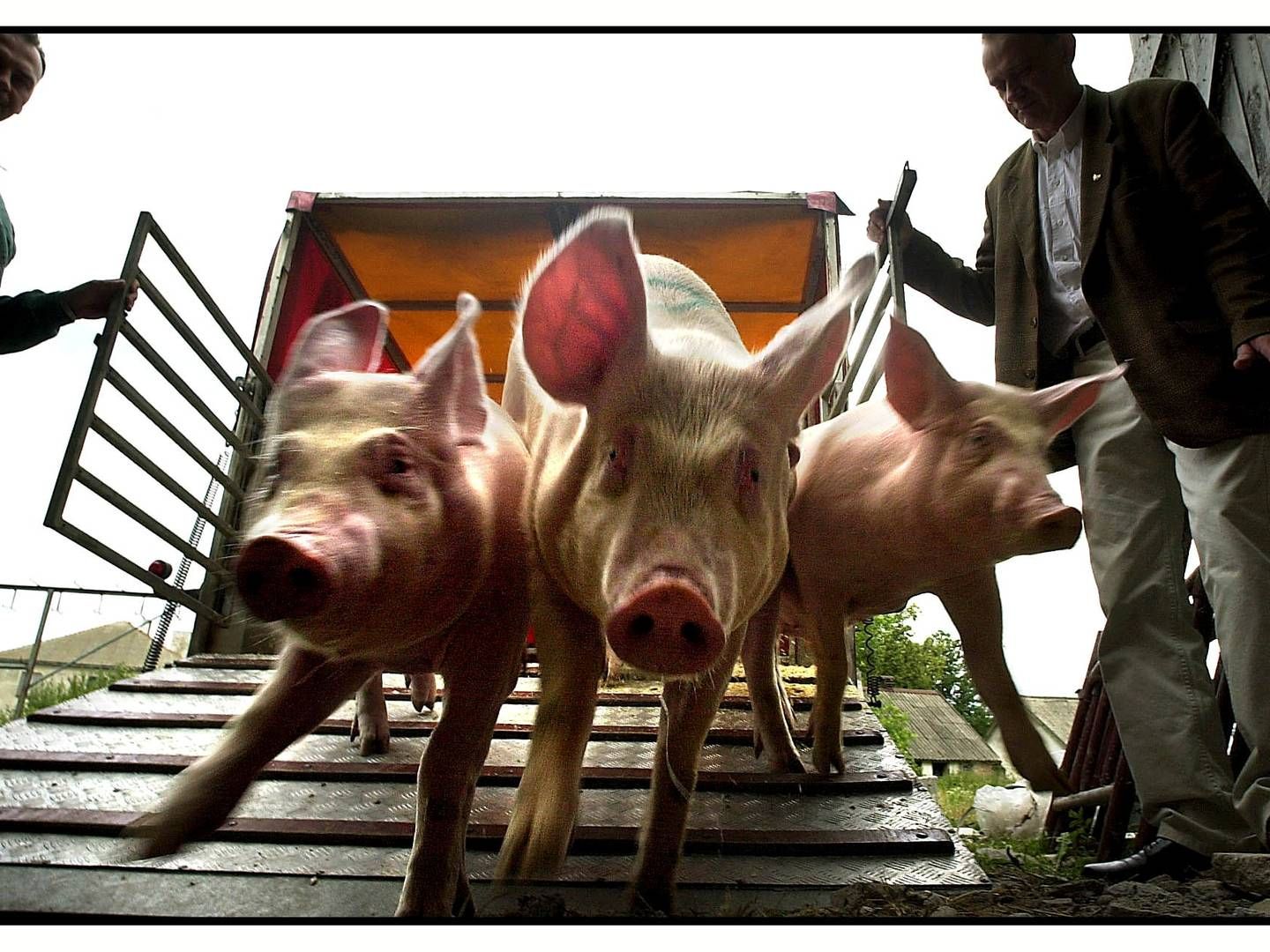 Endnu er begrænsningerne på transport og hold af svin i beskyttelseszoner ikke kendte. Sverige har dog ingen milliardeksport, der er i fare som følge af ASF-udbruddet. | Foto: Jesper Nørgaard Sørensen