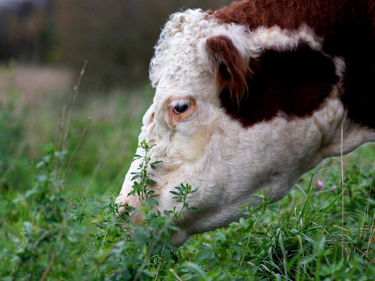 En forbrugerbaseret afgift kan dog betyde, at færre landbrug rykker til udlandet, da samme afgift lægges på dansk og udenlandsk kød. | Foto: Finn Frandsen