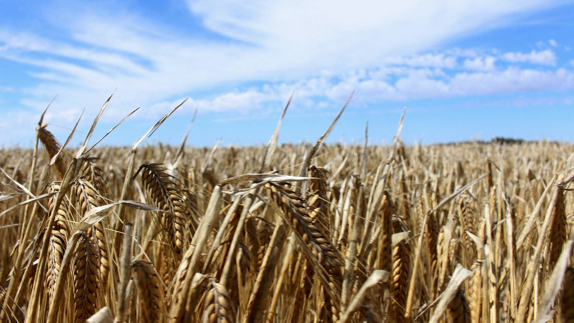 Australias largest grain exporter gets to resume China barley trade. | Photo: Jonathan Barrett/Reuters/Ritzau Scanpix