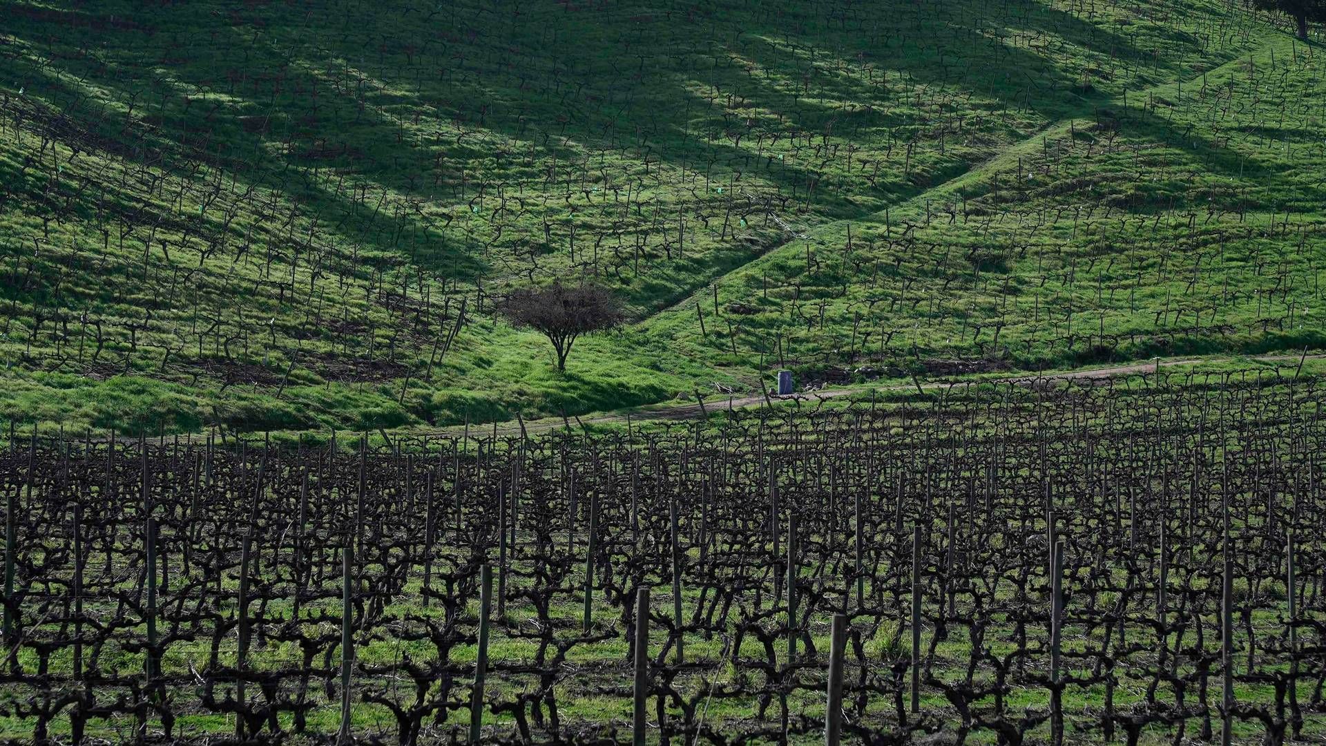 Flere chillenske vingårde som denne i O'Higgins-regionen står under vand. Foto: Pablo Cozzaglio/AFP/Ritzau Scanpix