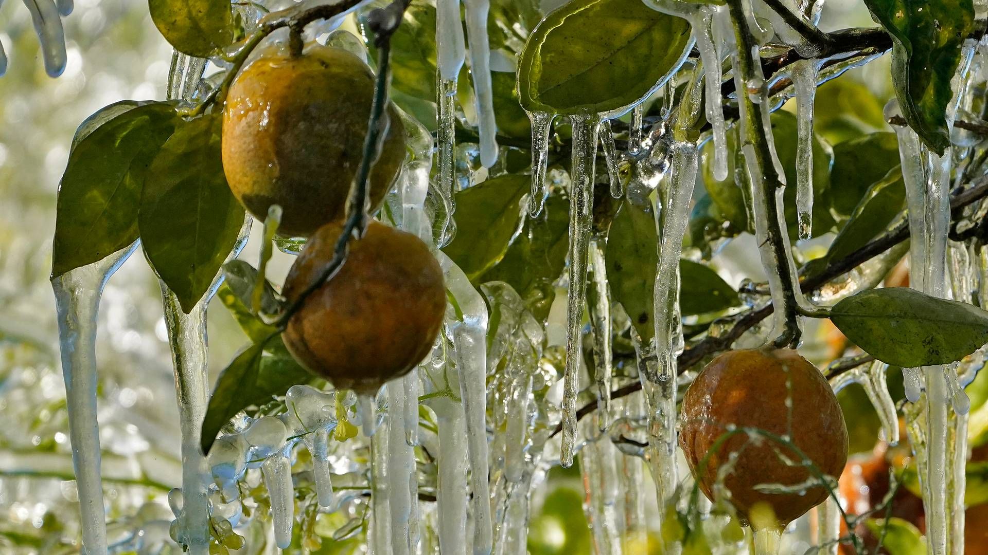 Dårligt vejr og sygdomme har haft store konsekvenser for appelsinhøsten i Florida - det får nu konsekvenser for det globale marked, inklusive i Danmark. | Foto: Chris O'meara/AP/Ritzau Scanpix