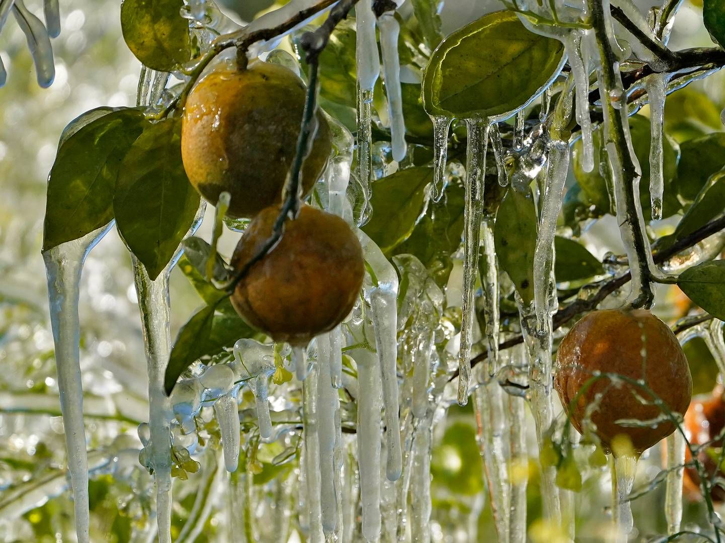 Dårligt vejr og sygdomme har haft store konsekvenser for udbyttet af appelsinhøsten i Florida - noget, der nu har konsekvenser for det globale marked, inklusive i Danmark, hvor producenter som Rynkeby varsler underlevering og tomme supermarkedshylder. | Foto: Chris O'meara/AP/Ritzau Scanpix