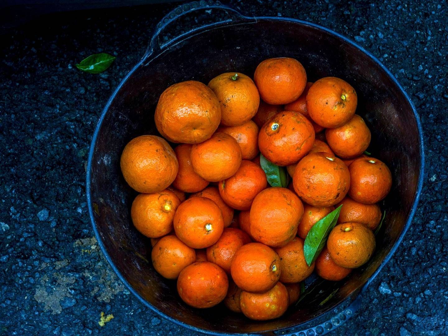 Dårligt vejr og sygdomme har haft store konsekvenser for udbyttet af appelsinhøsten i Florida - noget, der nu har konsekvenser for det globale marked, inklusive i Danmark, hvor producenter som Rynkeby varsler underlevering og tomme supermarkedshylder. | Foto: Eduardo Briones/AP/Ritzau Scanpix
