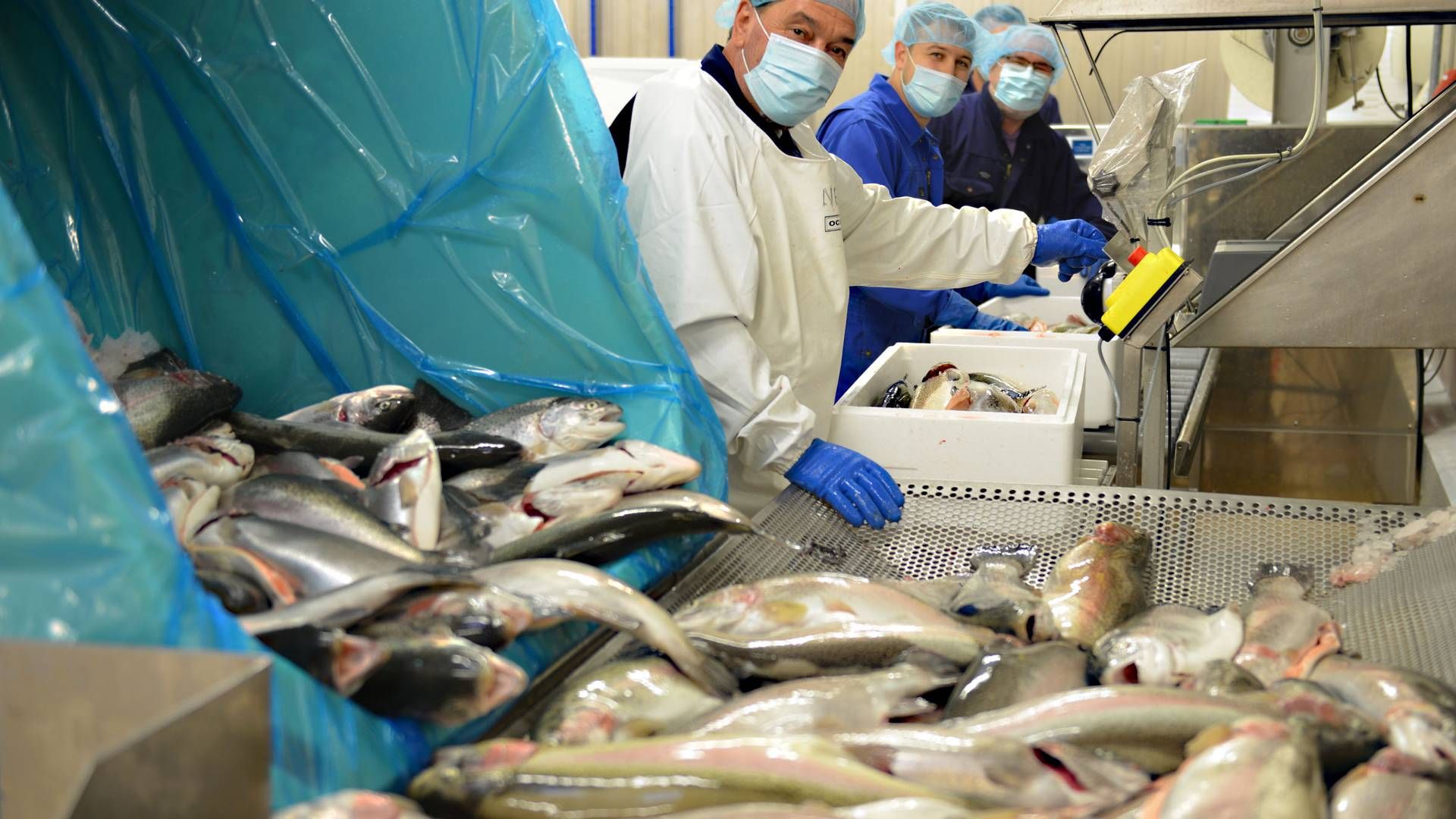 Japan er det helt store marked for ørredrogn, men fremover vil fiskeselskabet Aquapri også markedsføre det stærkere herhjemme og i Europa. | Foto: Pr
