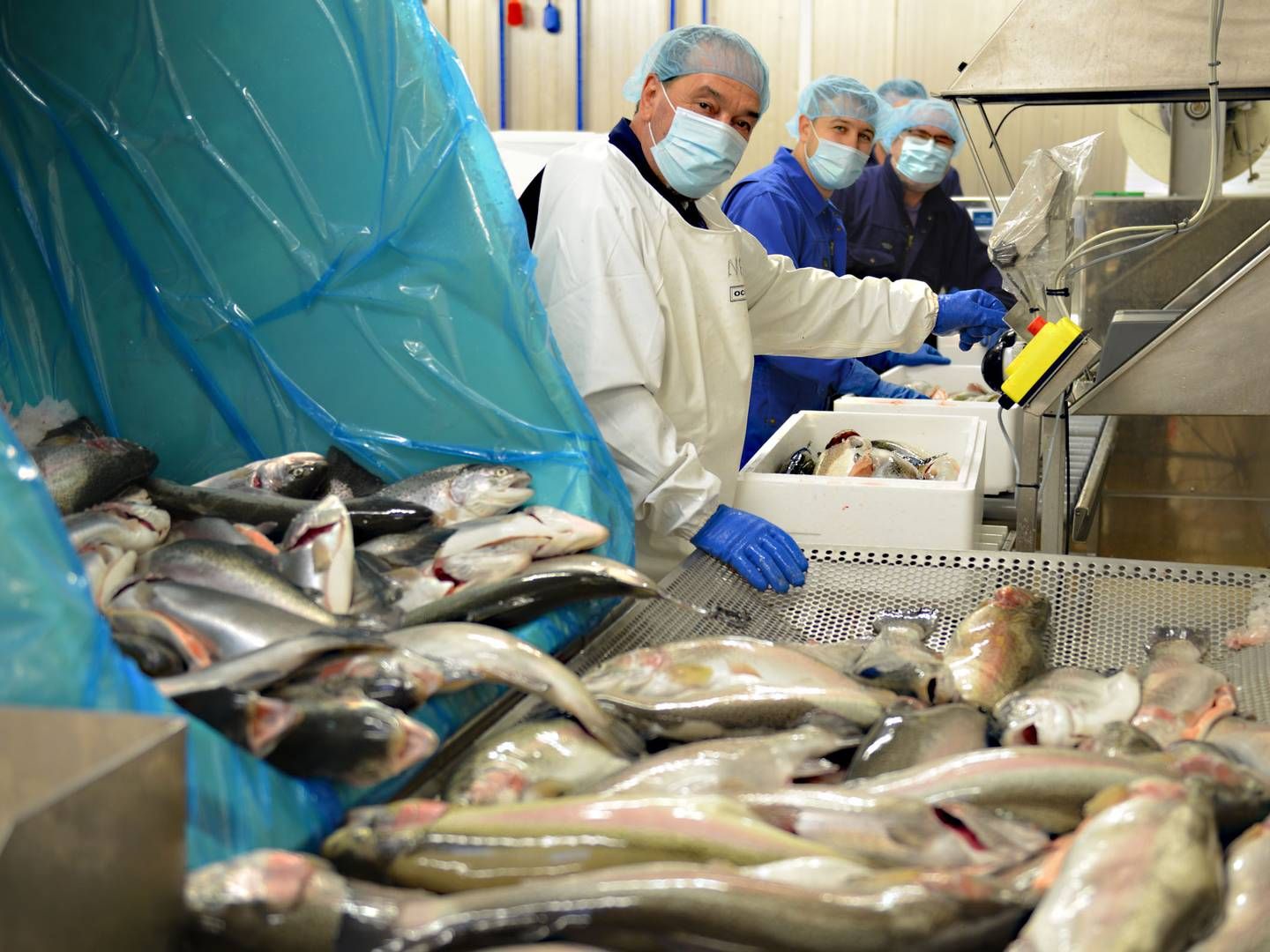 Japan er det helt store marked for ørredrogn, men fremover vil fiskeselskabet Aquapri også markedsføre det stærkere herhjemme og i Europa. | Foto: Pr