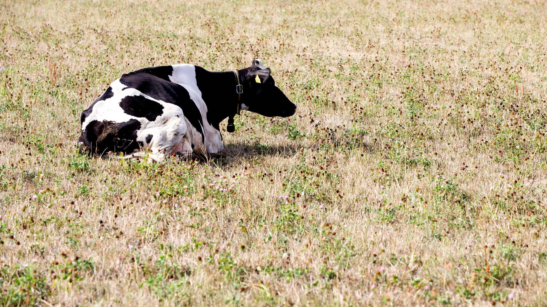 De høje temperaturer og manglende nedbør resulterede i mangel på foder til bl.a. kvæg. | Foto: Finn Frandsen