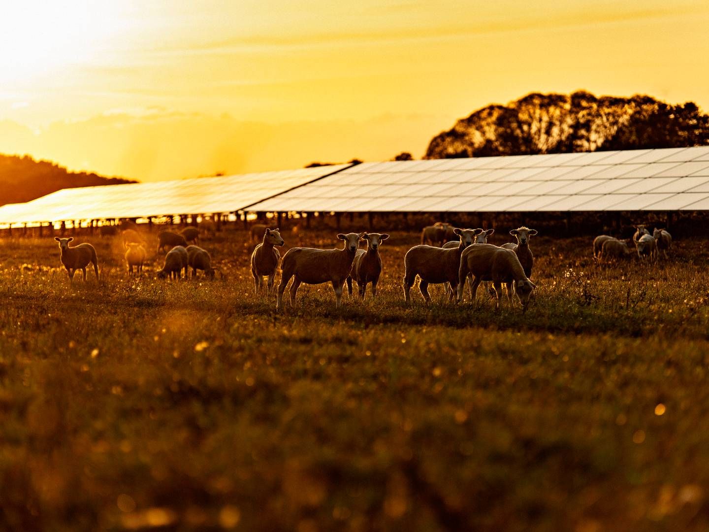 Strømmen kommer fra en netop tilsluttet solpark, der ligger tæt på Hoby i Lolland Kommune. | Foto: Better Energy / Pr