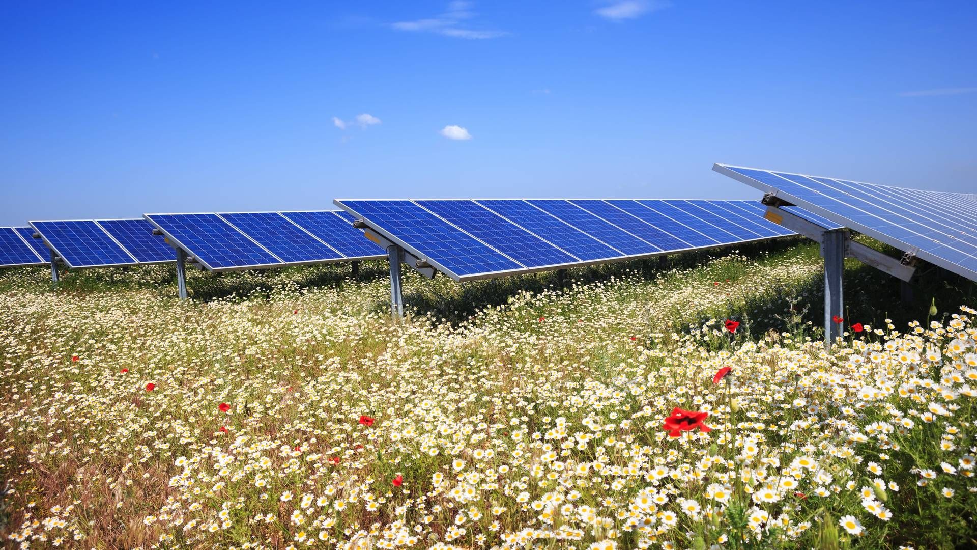 Den kommende solpark får en kapacitet på 132 MW, og den forventes at være i fuld drift fra 2026. | Foto: Greengo Energy