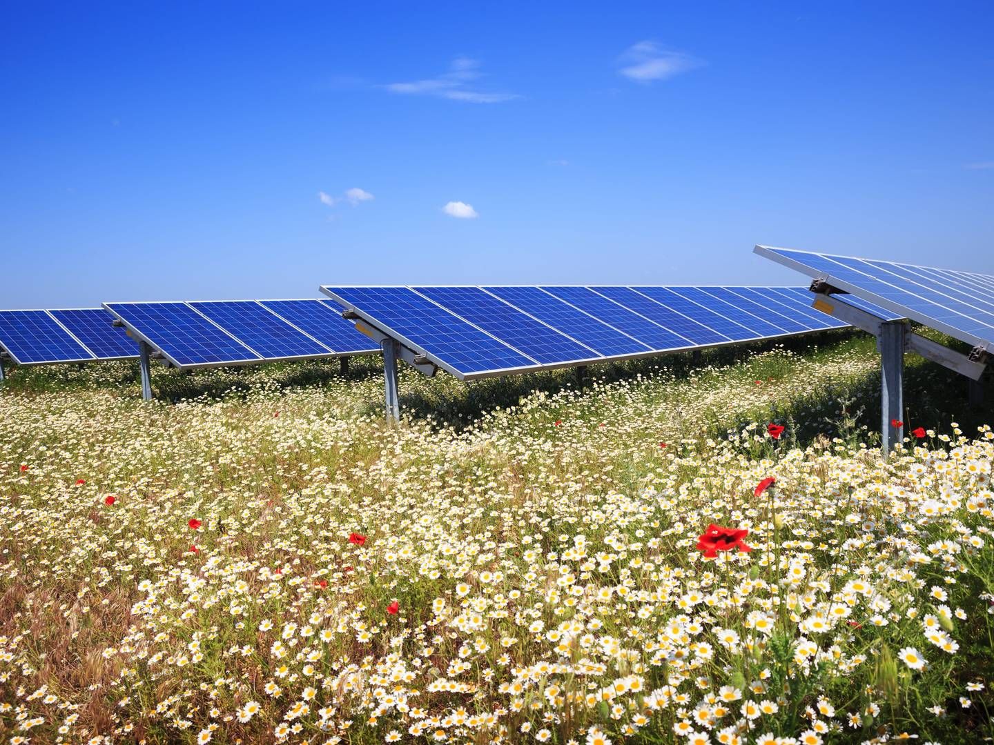 Den kommende solpark får en kapacitet på 132 MW, og den forventes at være i fuld drift fra 2026. | Foto: Greengo Energy