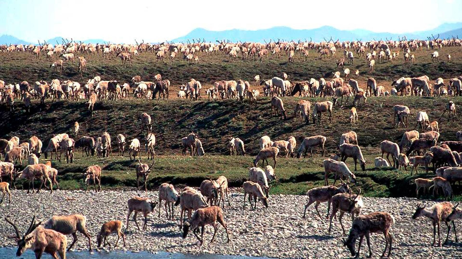 FORBYR OLJELETING: President Jo Biden forbyr oljeleting i område i Alaska, mot delstatens folkevalgte fra både republikanerne og demokratene. | Foto: U.S. Fish and Wildlife Service via AP