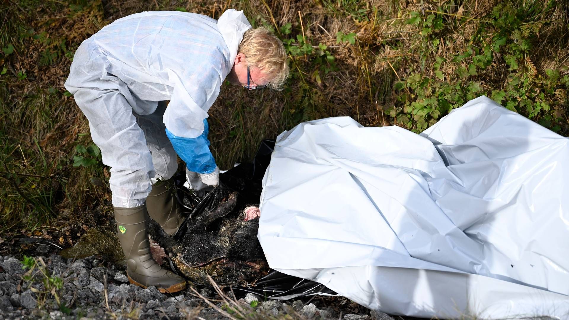 Svenske myndigheder tager prøve af døde vildsvin i Fagersta-området. | Foto: Pontus Lundahl/TT/Ritzau Scanpix