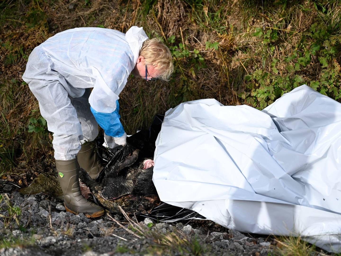 Svenske myndigheder tager prøve af døde vildsvin i Fagersta-området. | Foto: Pontus Lundahl/TT/Ritzau Scanpix
