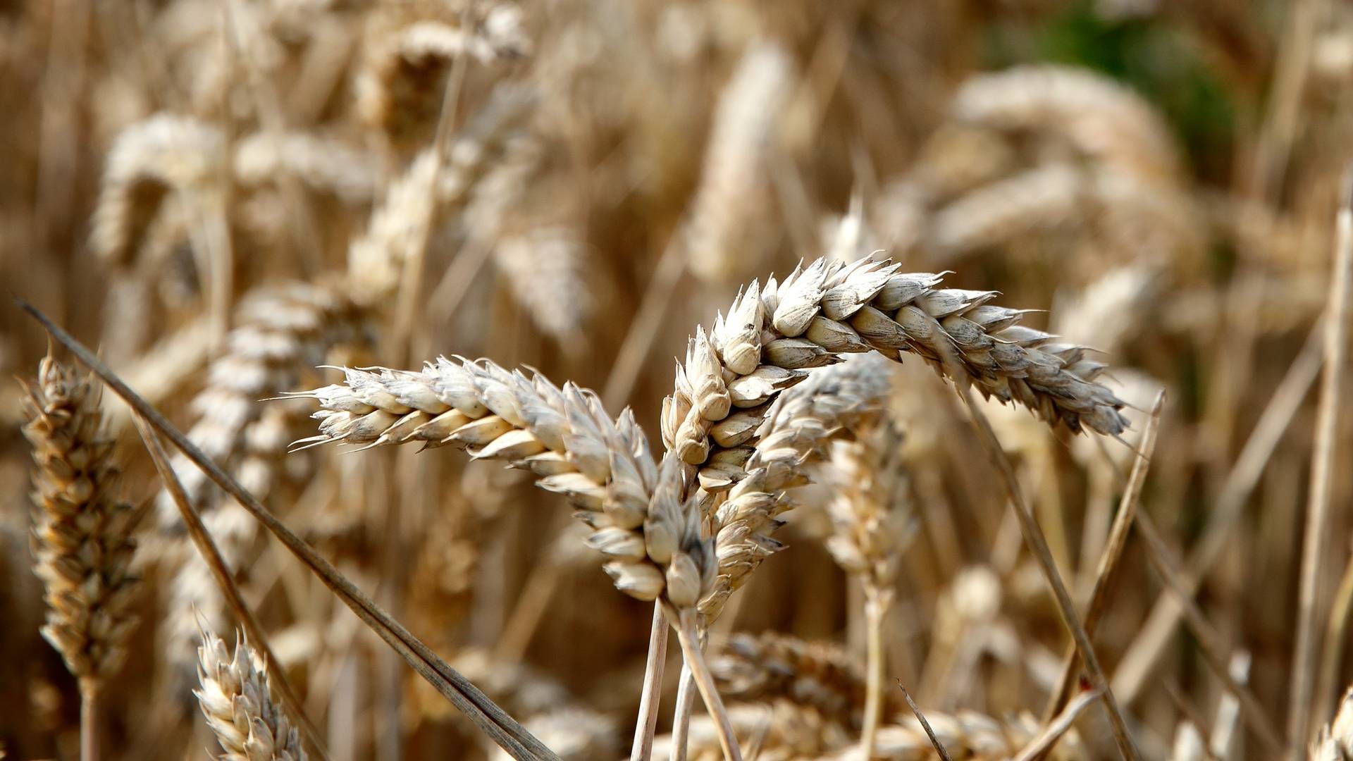 Vurderingen af verdens globale hvedehøst og -lagre er nedjusteret mærkbart i nyeste rapport fra det amerikanske landbrugsministerium. | Foto: Jens Dresling