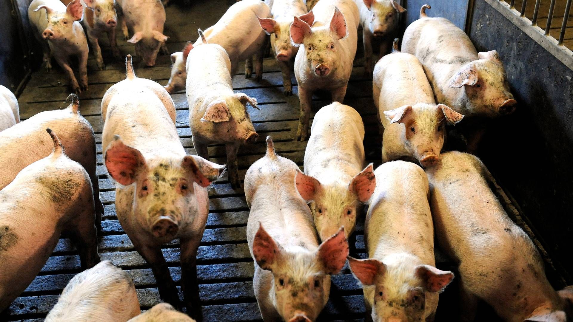 EU's landbrugsministre mødes mandag i Bruxelles, hvor blandt andet håndteringen af svinepest er på dagsordenen. | Foto: Carsten Andreasen