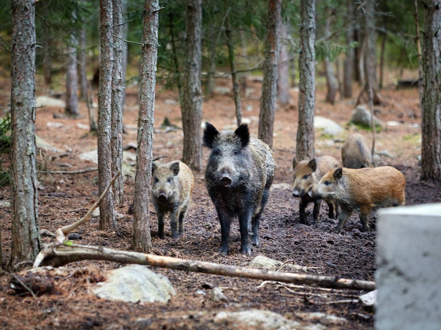 Der blev i starten af september konstateret afrikansk svinepest i Sverige for første gang. | Foto: Morten Langkilde