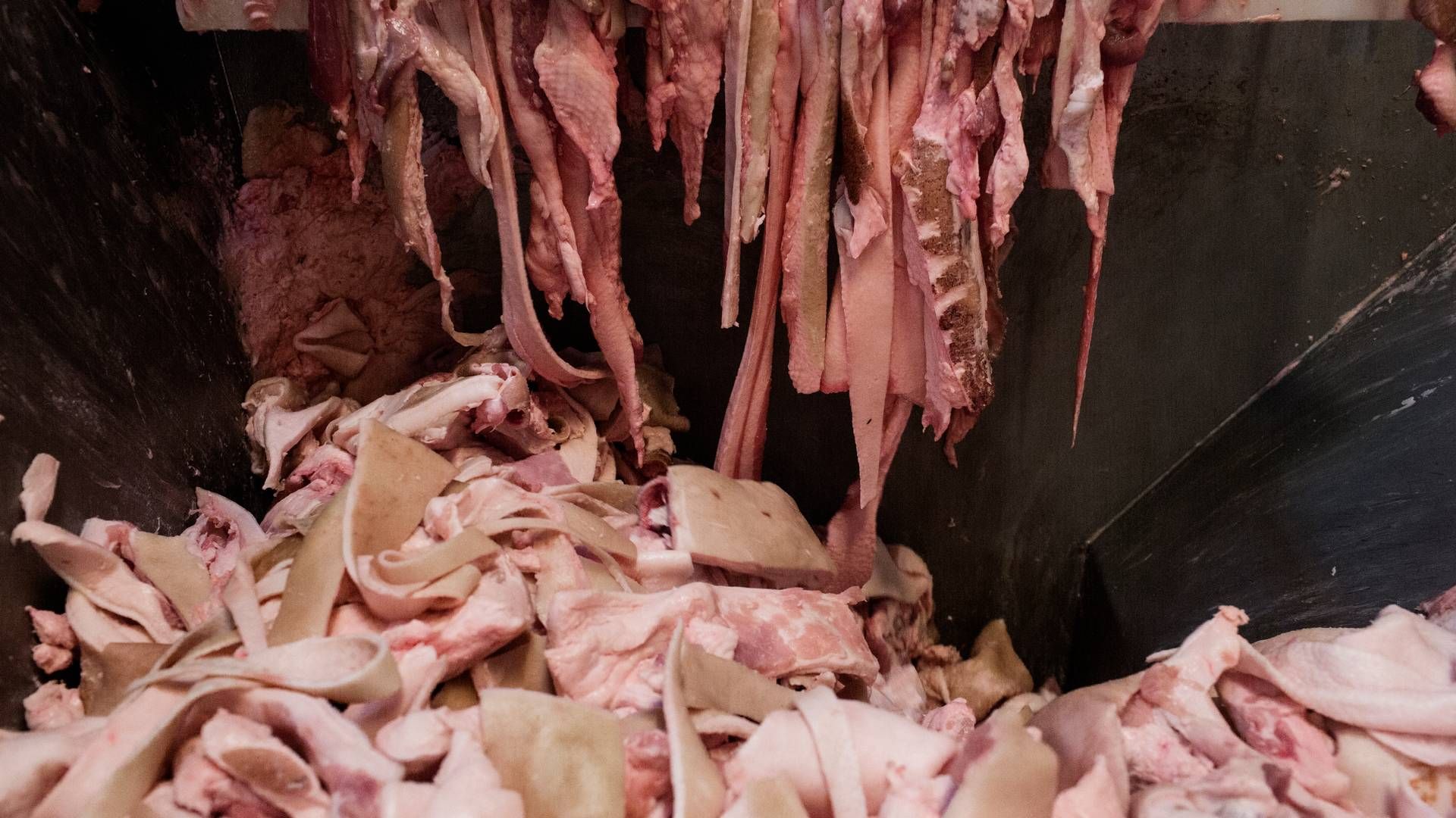 Australierne skruer op for egenproduktionen af svinekød. Arkivfoto. | Foto: Thomas Emil Sørensen