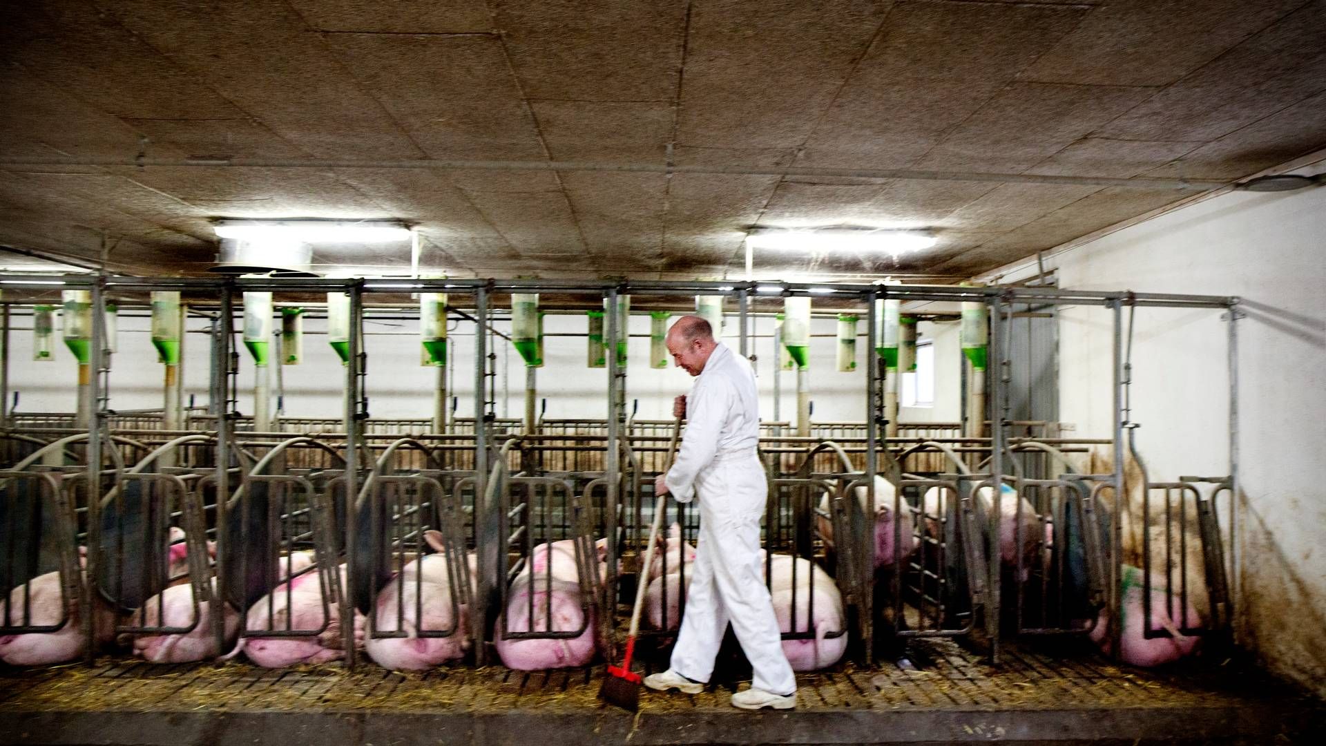 De to repræsentantskabsmedlemmer lægger sig dermed i slipstrømmen på to af landets største svineproducenter, som har krævet en modernisering af en andelskoncernen, de anser som tung og langsom. Arkivfoto | Foto: Finn Frandsen