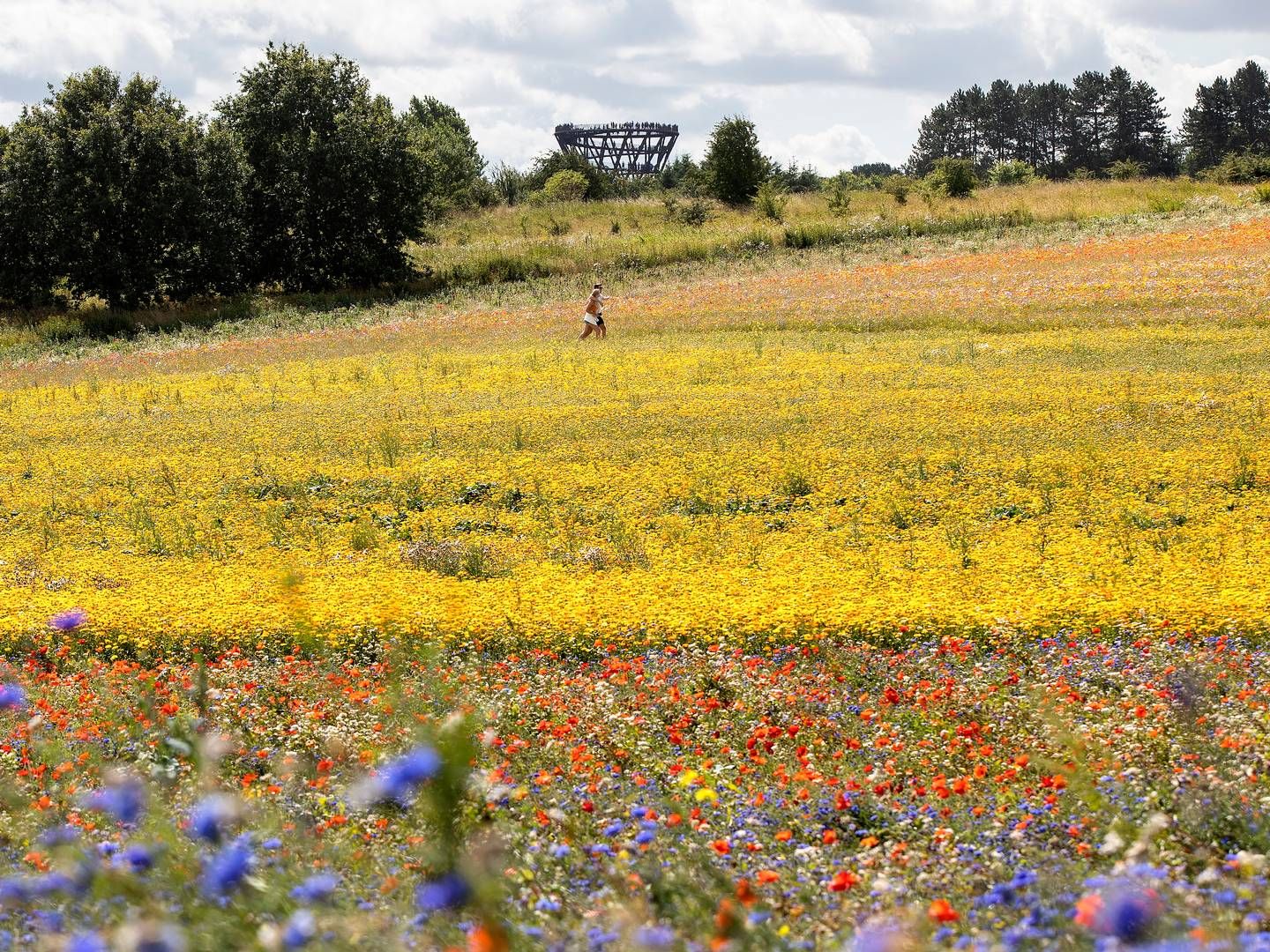 Biodiversitet er et større fokusområde i flere pensionsselskaber. Blomstermarker som her vist ved Haslev på Sydsjælland kan skabe mere biodiversitet, vild natur og give bier, insekter og sommerfugle mulighed for at hente næring. | Foto: Finn Frandsen/Ritzau Scanpix