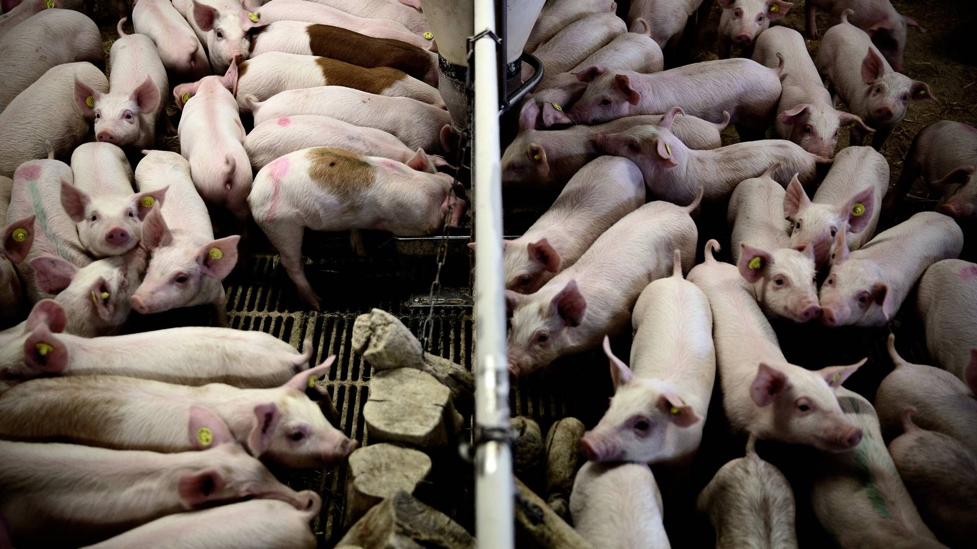 Man frygter spredningen af afrikansk svinepest i Italien. | Foto: Joachim Adrian