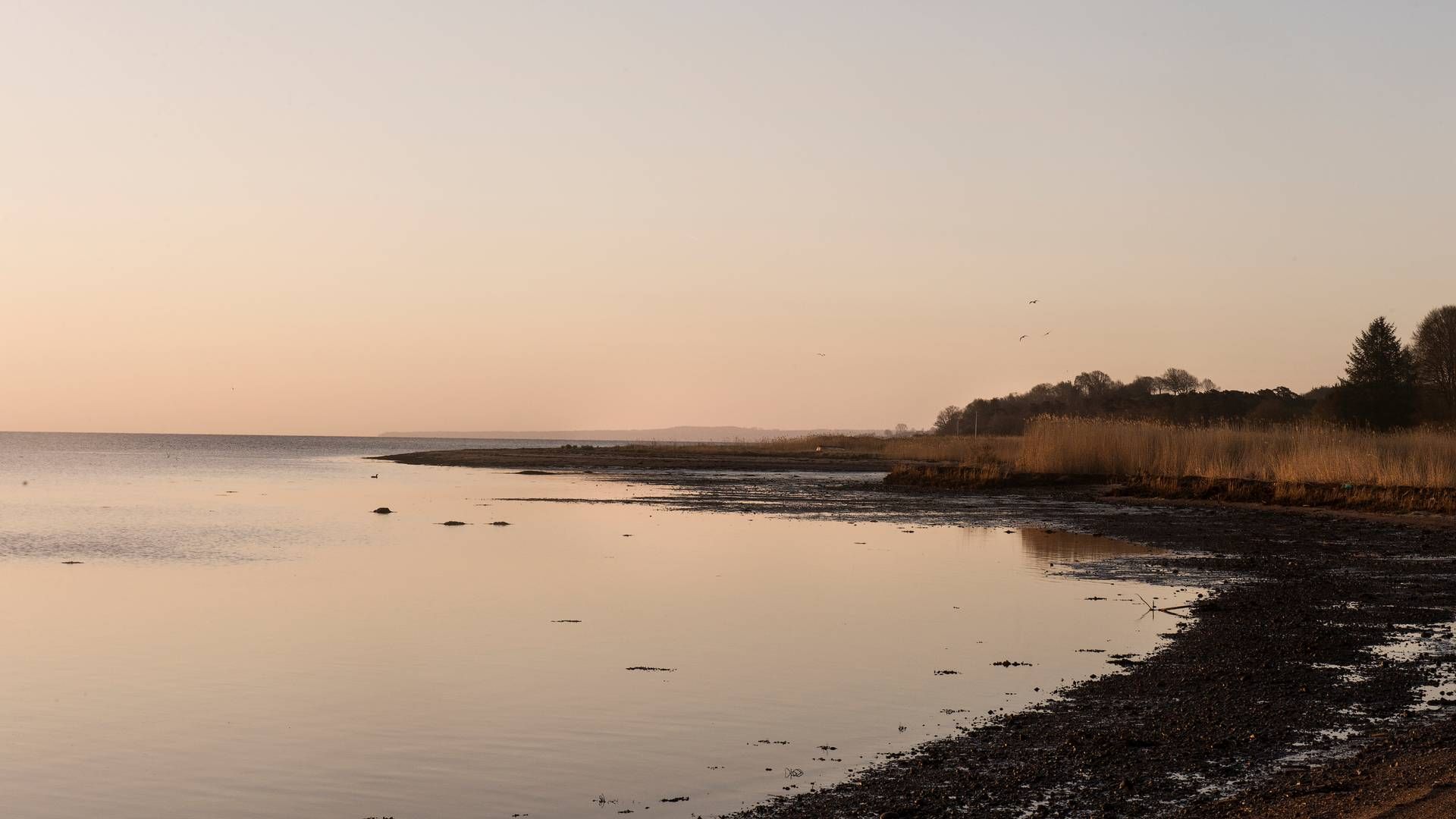 EU-klage skal presse politikere til at redde danske fjorde og farvande, mener NGO'er. | Foto: Casper Holmenlund Christensen