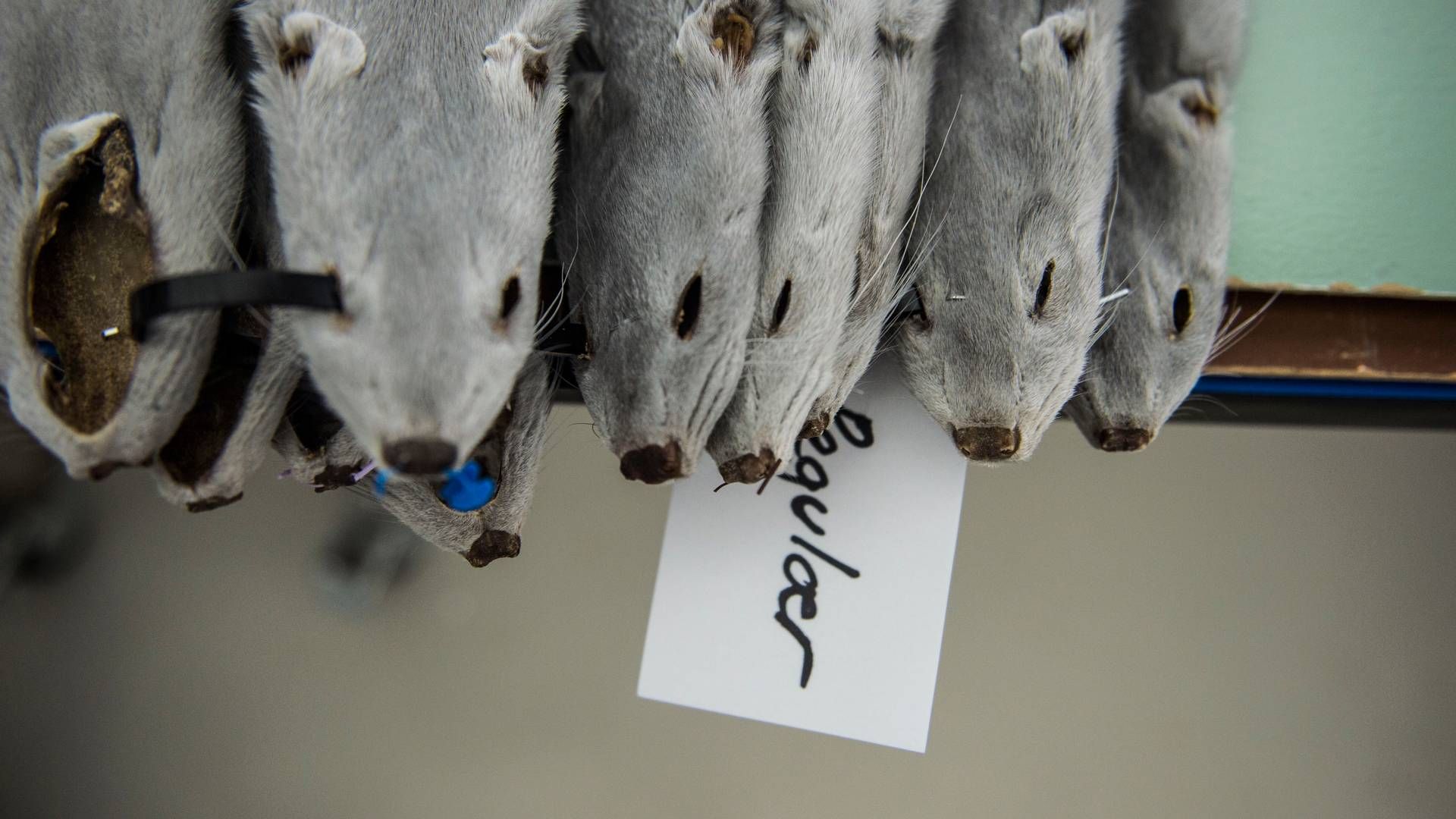 Alle udbudte skind blev solgt på september-auktionen. | Foto: Stine Tidsvilde