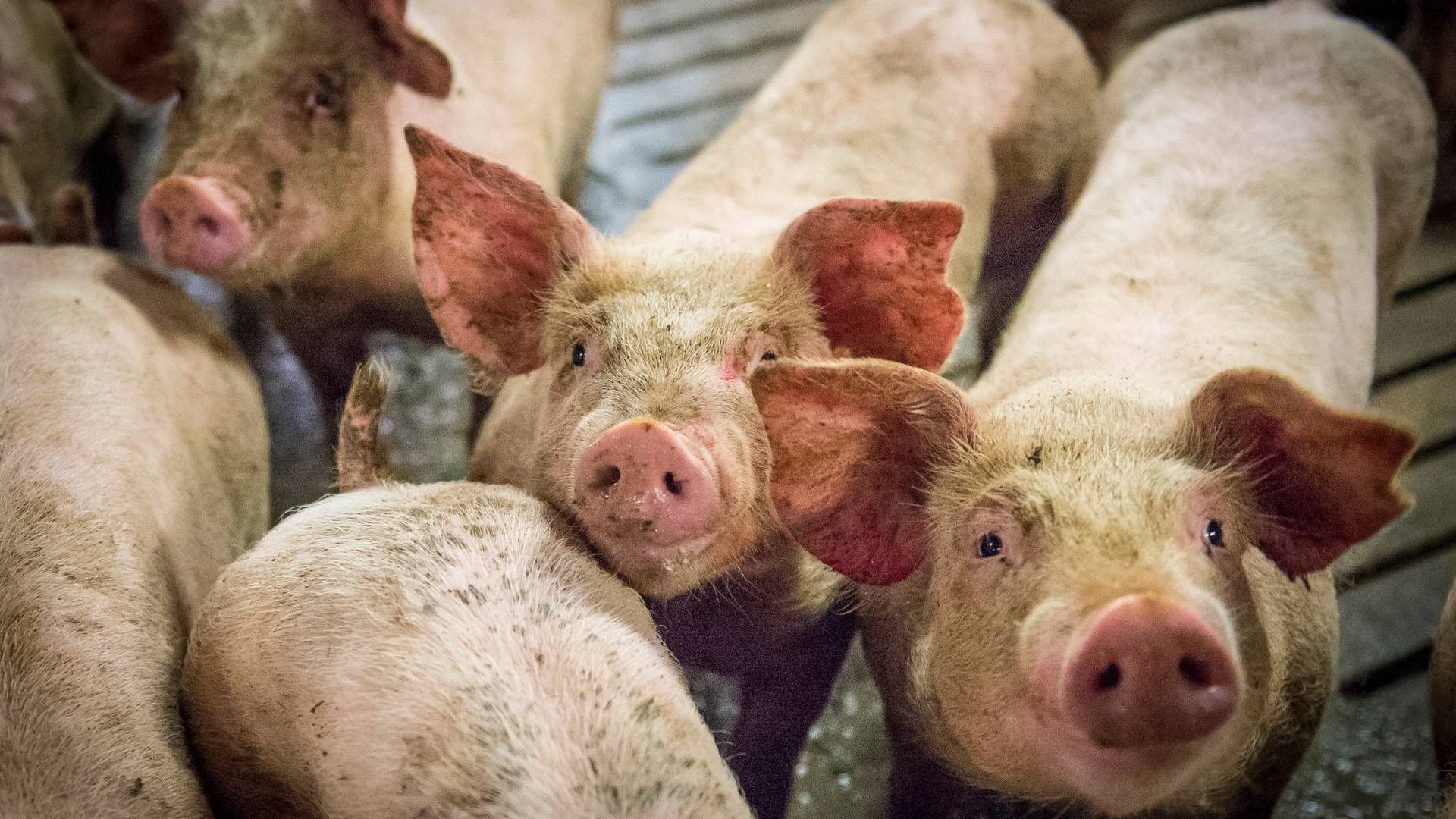 Andelskoncernen Danish Crown har brug for sine ejere - og landmændene har brug for at være tættere på også, mener Esper Goul Jensen. | Foto: Sebastian Buur Gunvald