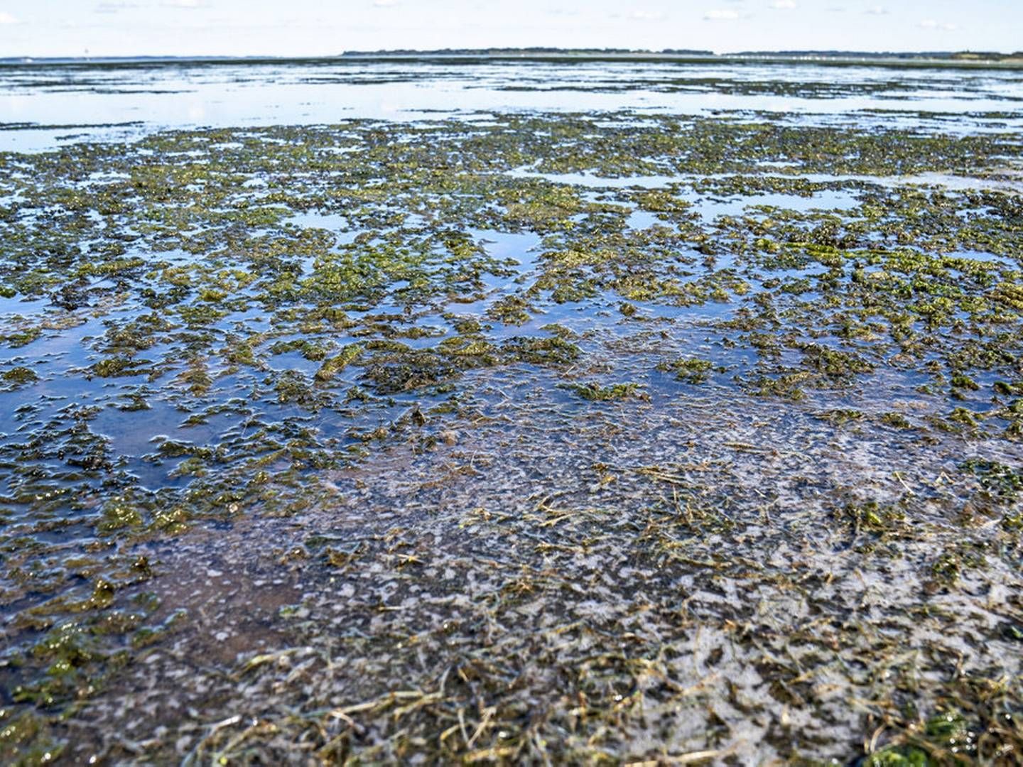 Voldsomme forekomster af alger er et klassisk tegn på iltsvind. Lige nu er iltsvindet i de danske farvande det værste de sidste 20 år. | Foto: Henning Bagger/ritzau Scanpix