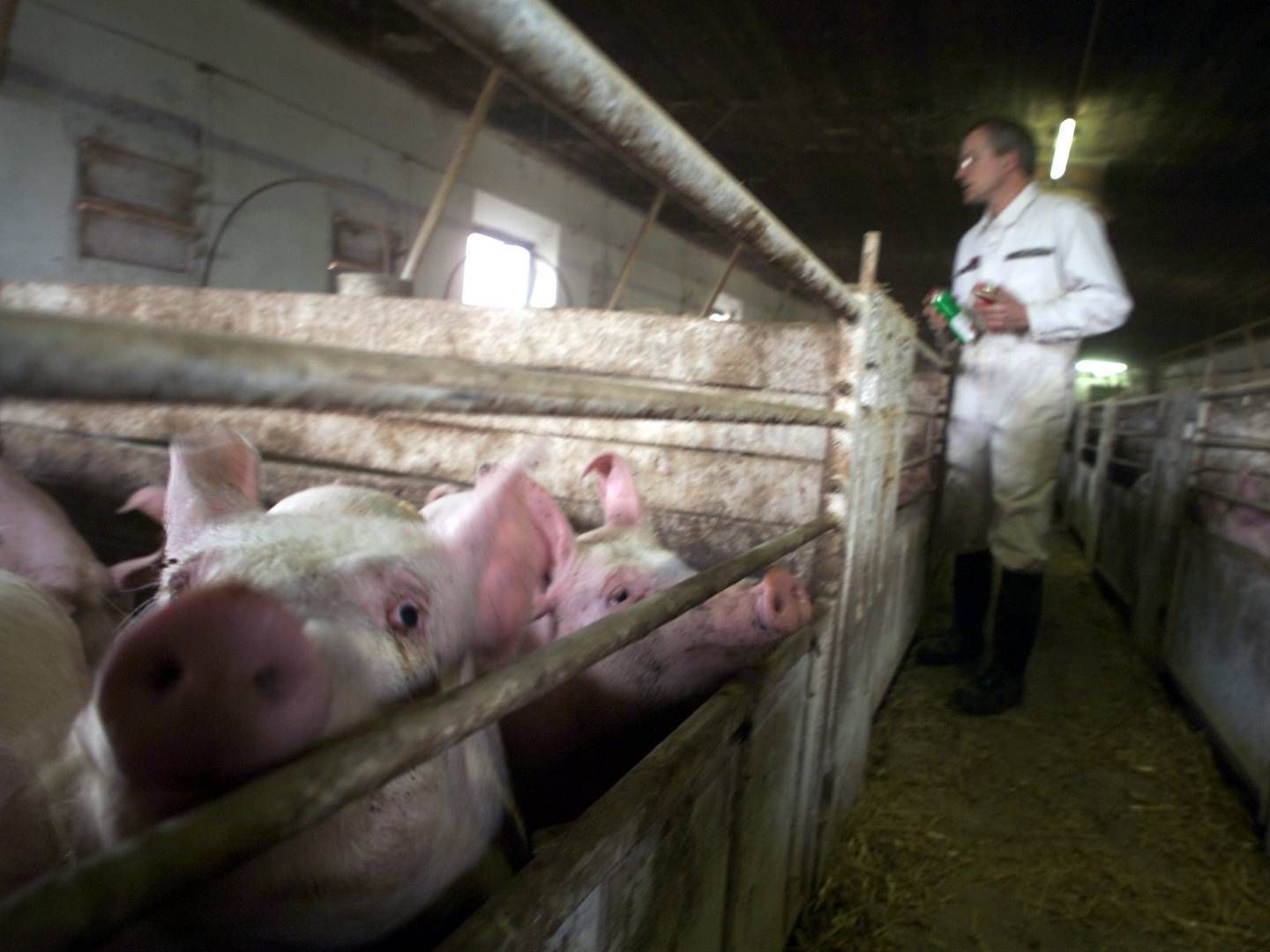 Russiske grise kan med aftalen afsættes på det kinesiske marked. | Foto: Jens Dresling