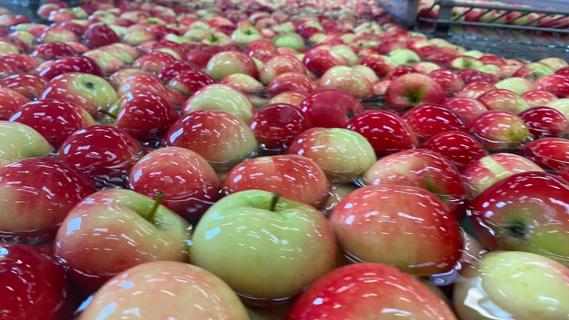 Andelen af danske råvarer er løftet i de 40 kantiner under Kokkenes Køkken, men der skal gøres mere for dansk frugt og grønt, lyder meldingen. Her ses æblehøst hos Orskov Foods på Fyn. | Foto: Pr
