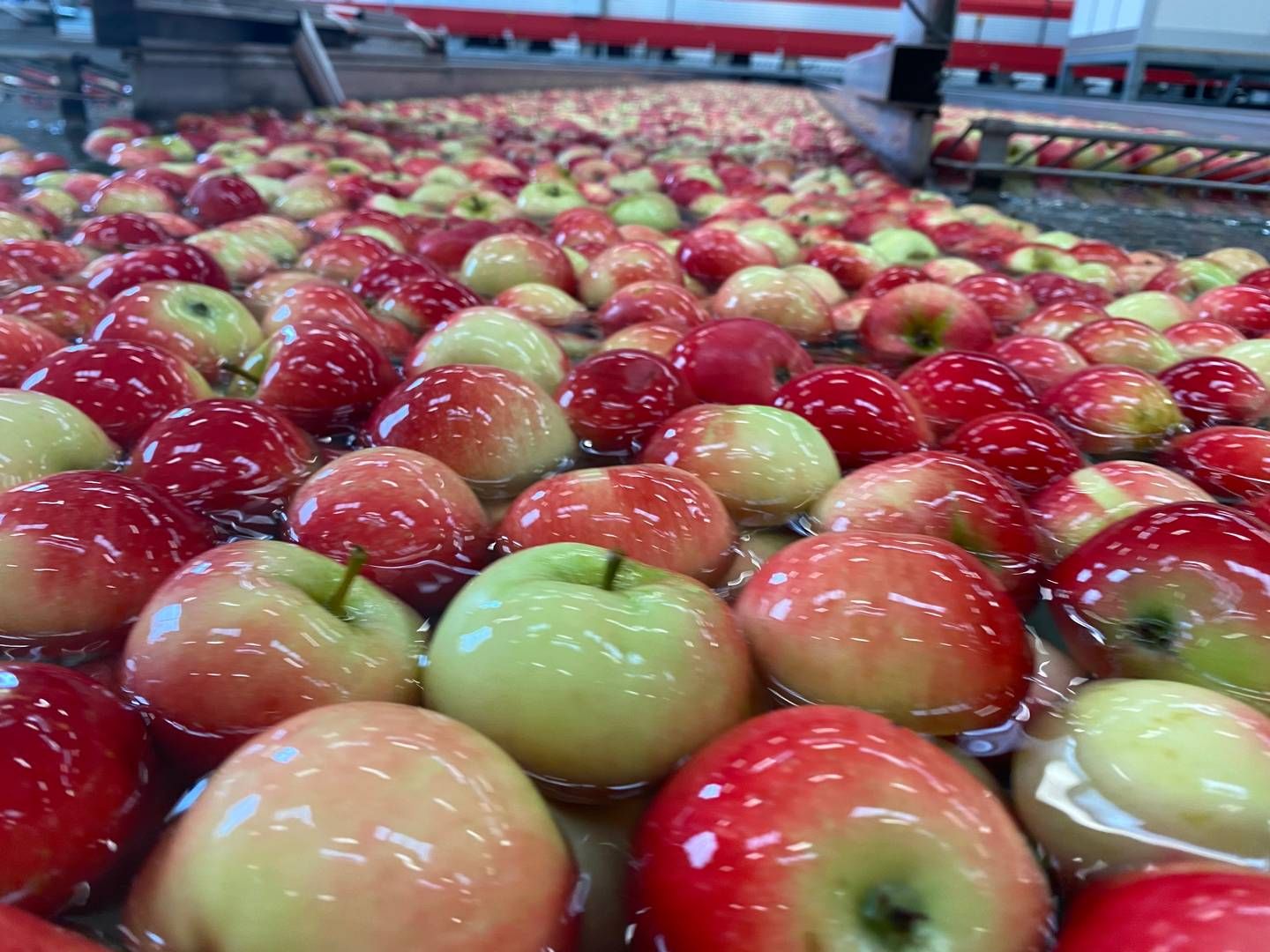 Andelen af danske råvarer er løftet i de 40 kantiner under Kokkenes Køkken, men der skal gøres mere for dansk frugt og grønt, lyder meldingen. Her ses æblehøst hos Orskov Foods på Fyn. | Photo: Pr