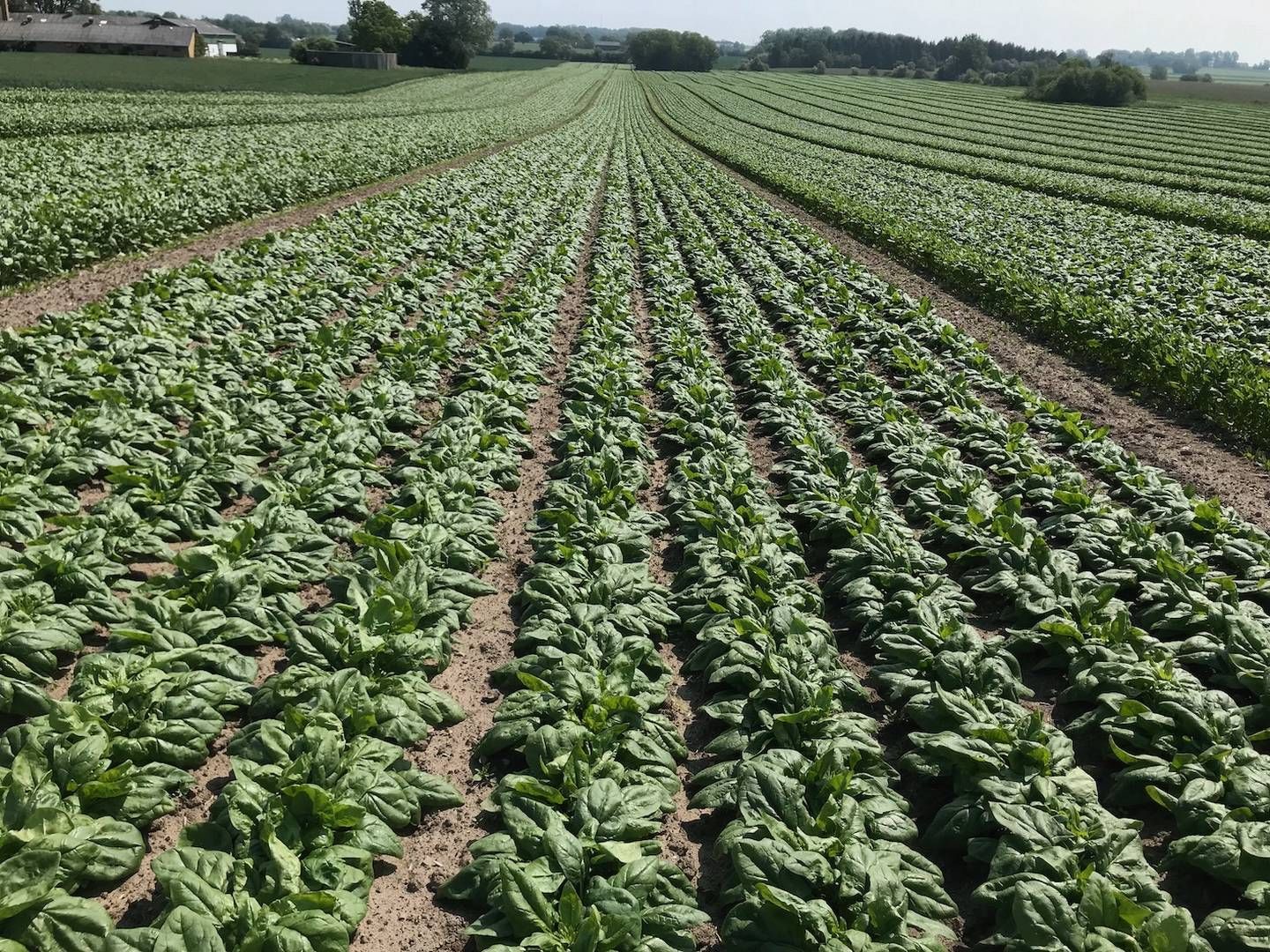 Vikima producerer mange spinatfrø. | Foto: Vikima Seeds / Pr