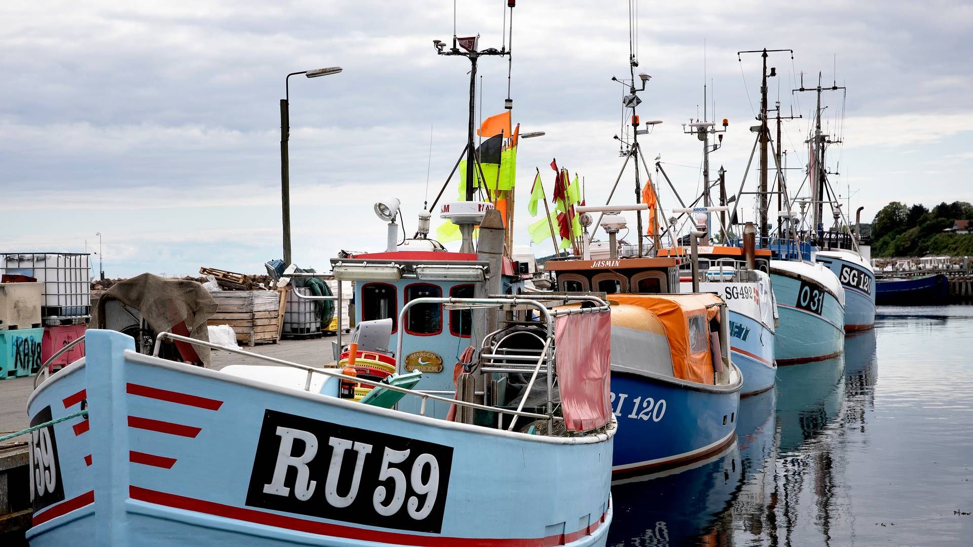 Ofte ender torsk utilsigtet i nettet, når der fiskes efter jomfruhummere i Kattegat. | Foto: Finn Frandsen