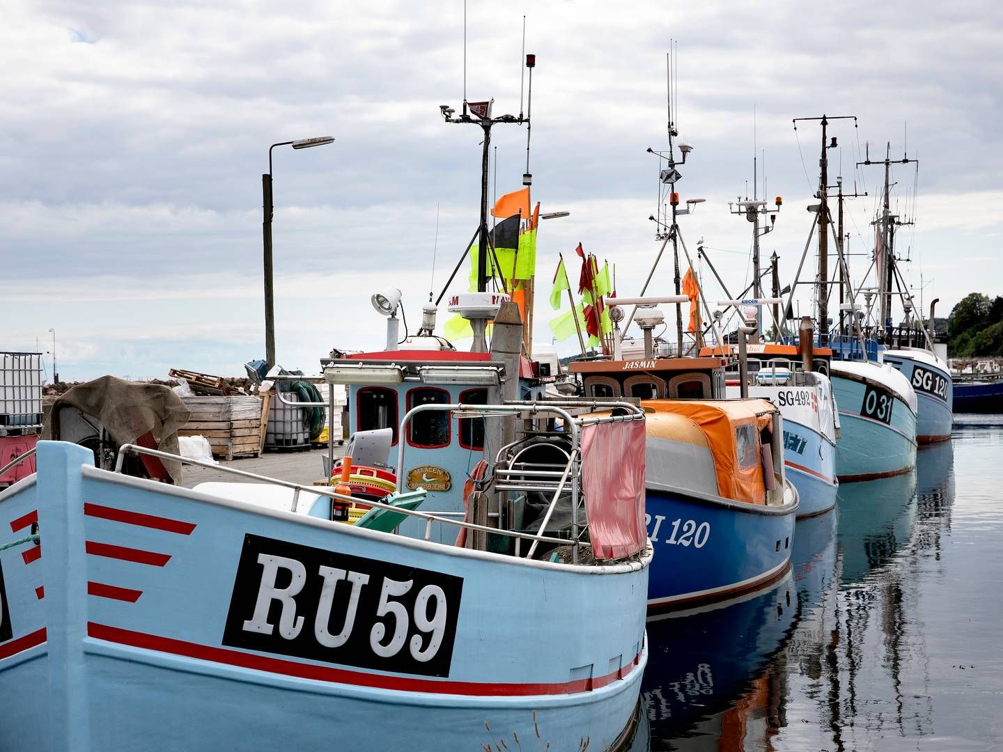 Ofte ender torsk utilsigtet i nettet, når der fiskes efter jomfruhummere i Kattegat. | Foto: Finn Frandsen