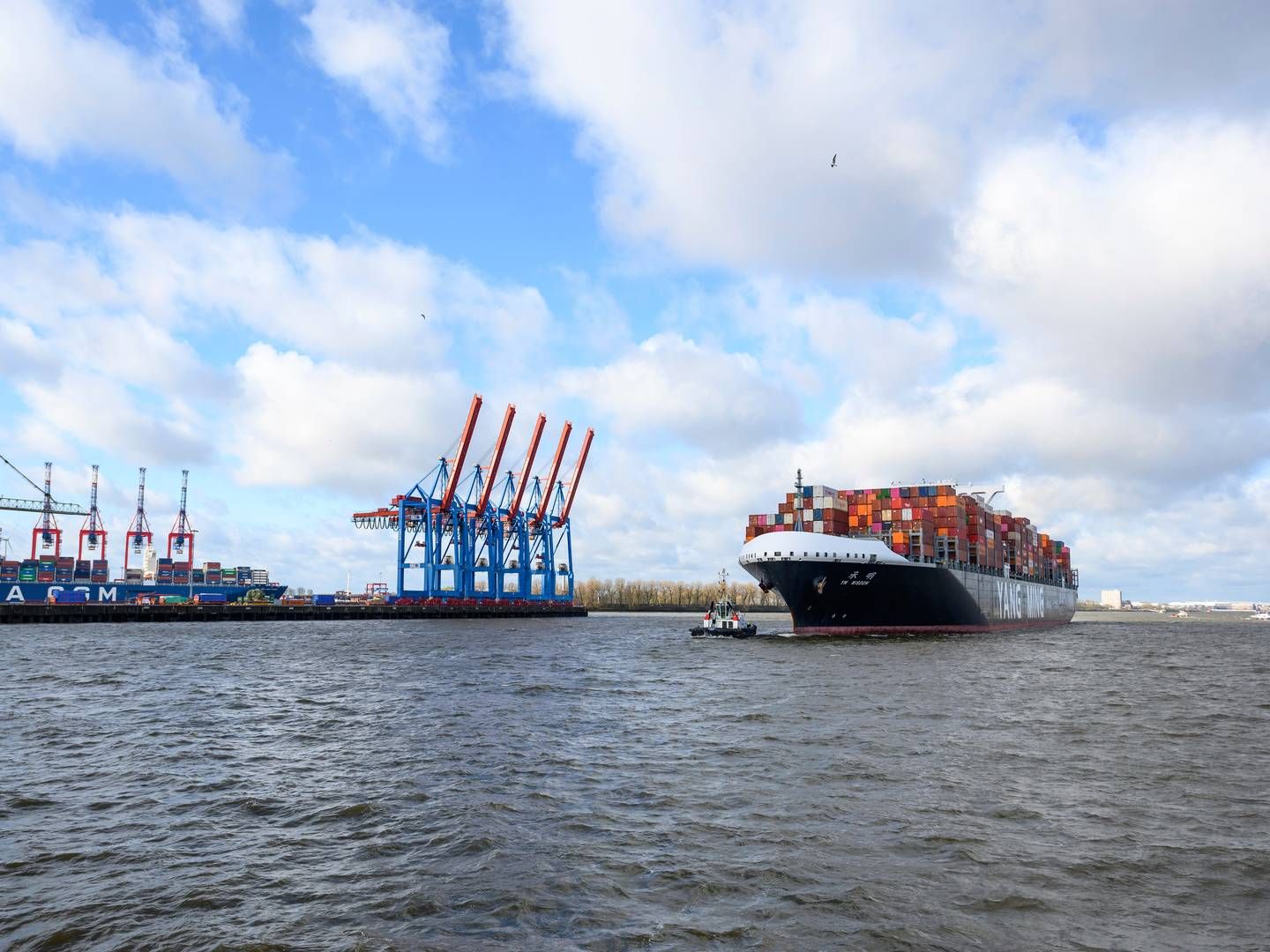 Yang Ming er med i THE Alliance sammen med Hapag-Lloyd, HMM og ONE. | Foto: Jonas Walzberg/AP/Ritzau Scanpix