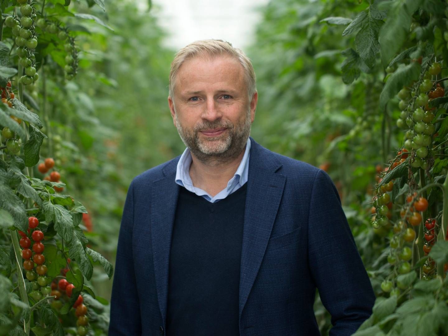 Mads Pedersen er adm. direktør i Nordic Greens, der nu sender sin første salat produceret fuldautomatisk på markedet. | Foto: Benjamin Nørskov