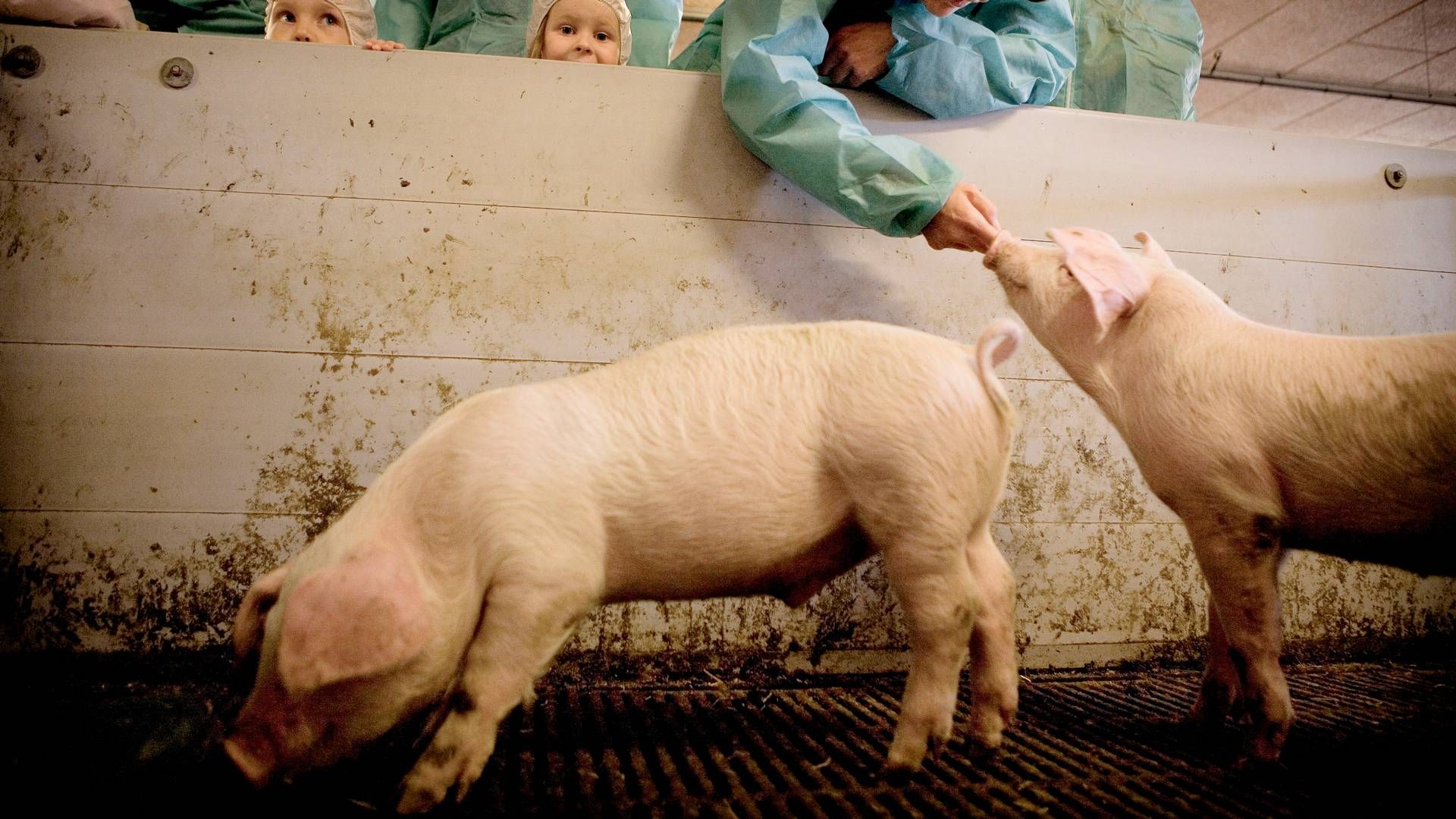 Genus laver genetik til grise og kvæg. | Foto: Kristian Sæderup