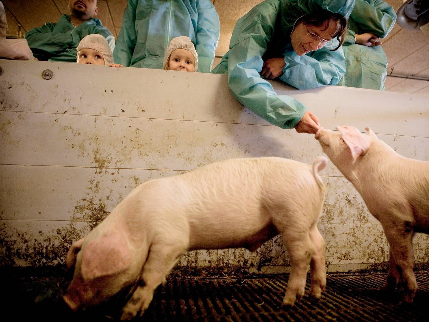 Genus laver genetik til grise og kvæg. | Foto: Kristian Sæderup