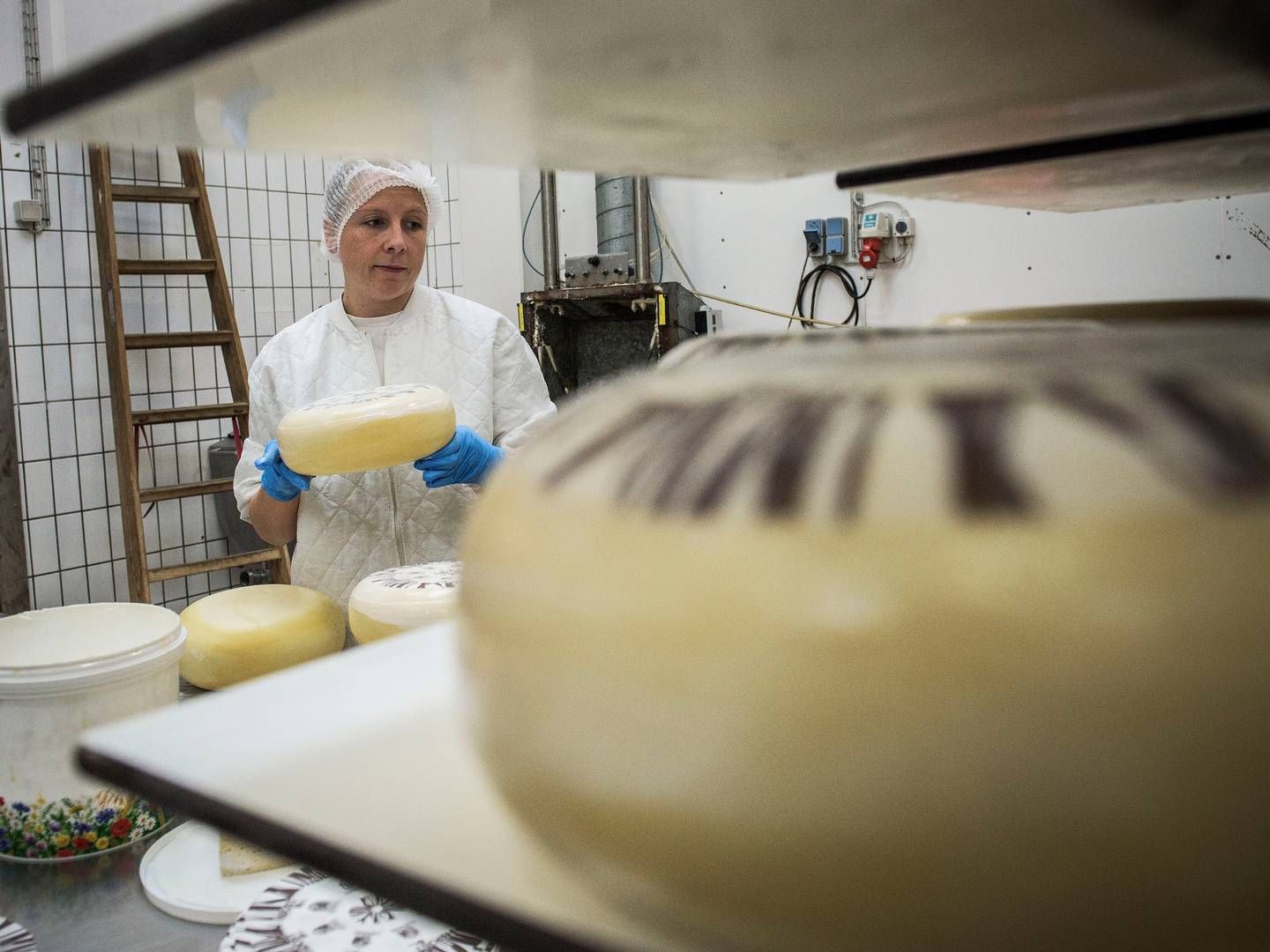 Naturmælk har plads til lidt større leverancer fra andelshaverne, så det kan blive til ost og smør i Tinglev. | Foto: Casper Dalhoff